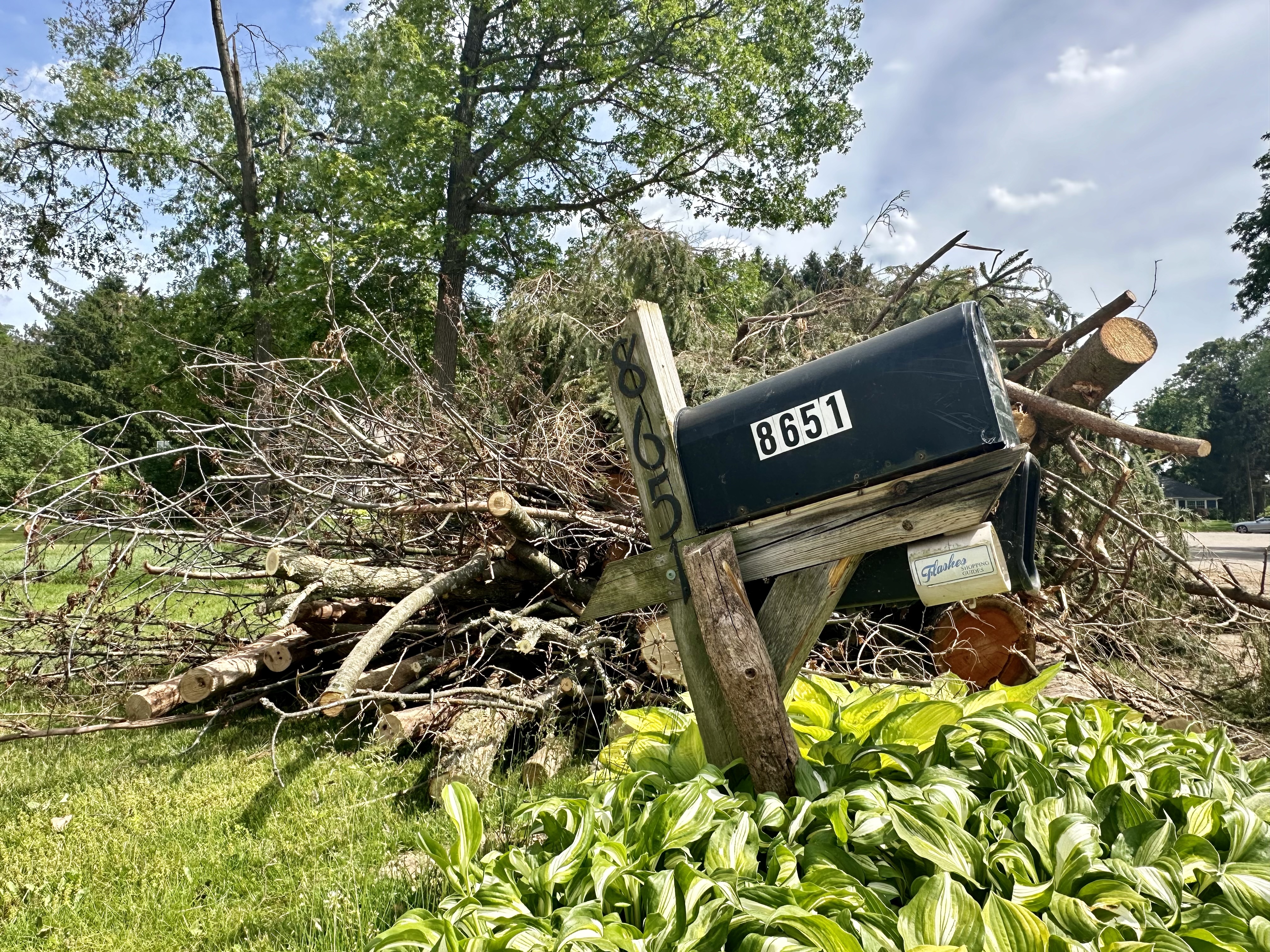 Tree removal continues in Colony Woods neighborhood - mlive.com