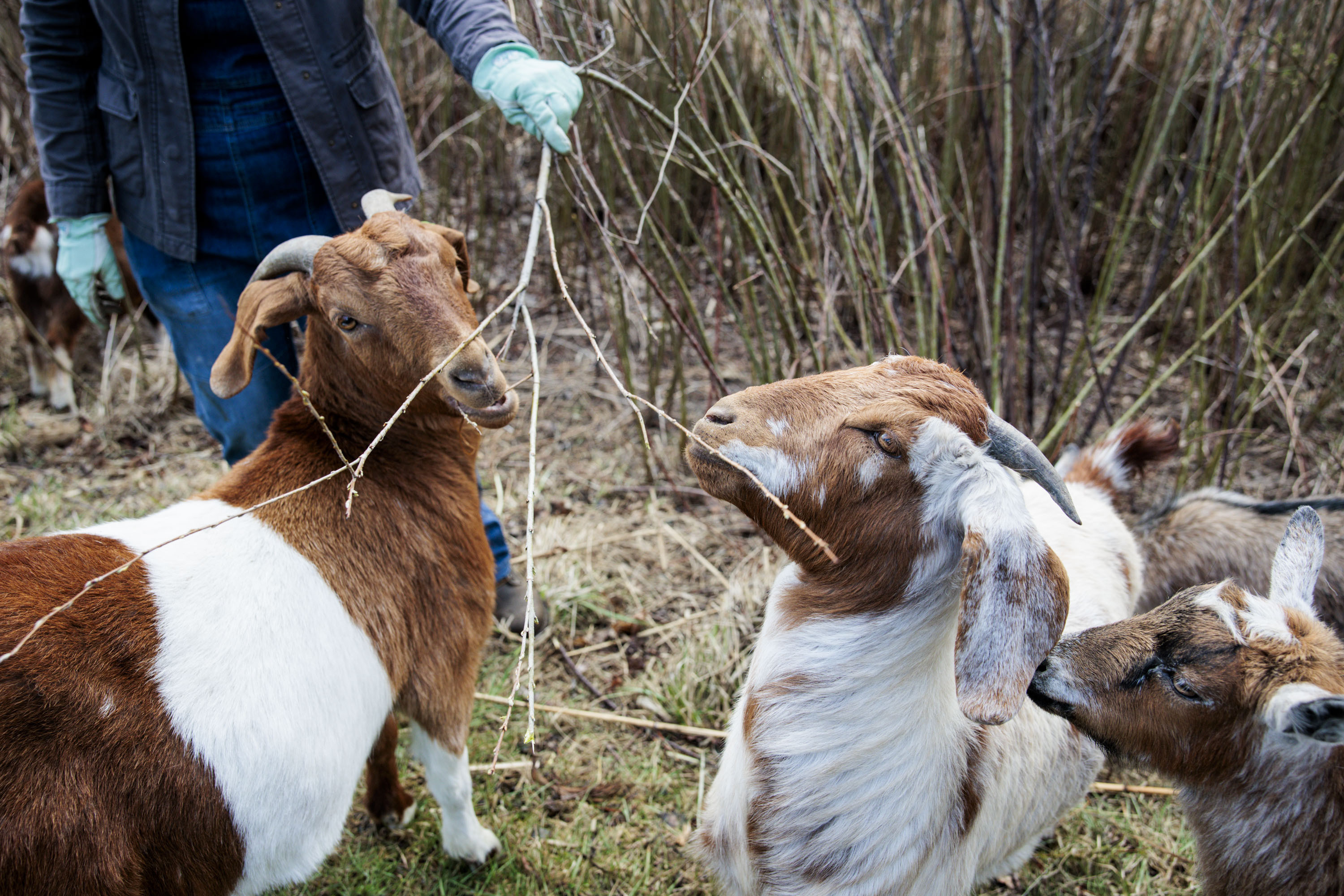 DTE Energy uses goats to clear invasive plants from Shelby Township ...
