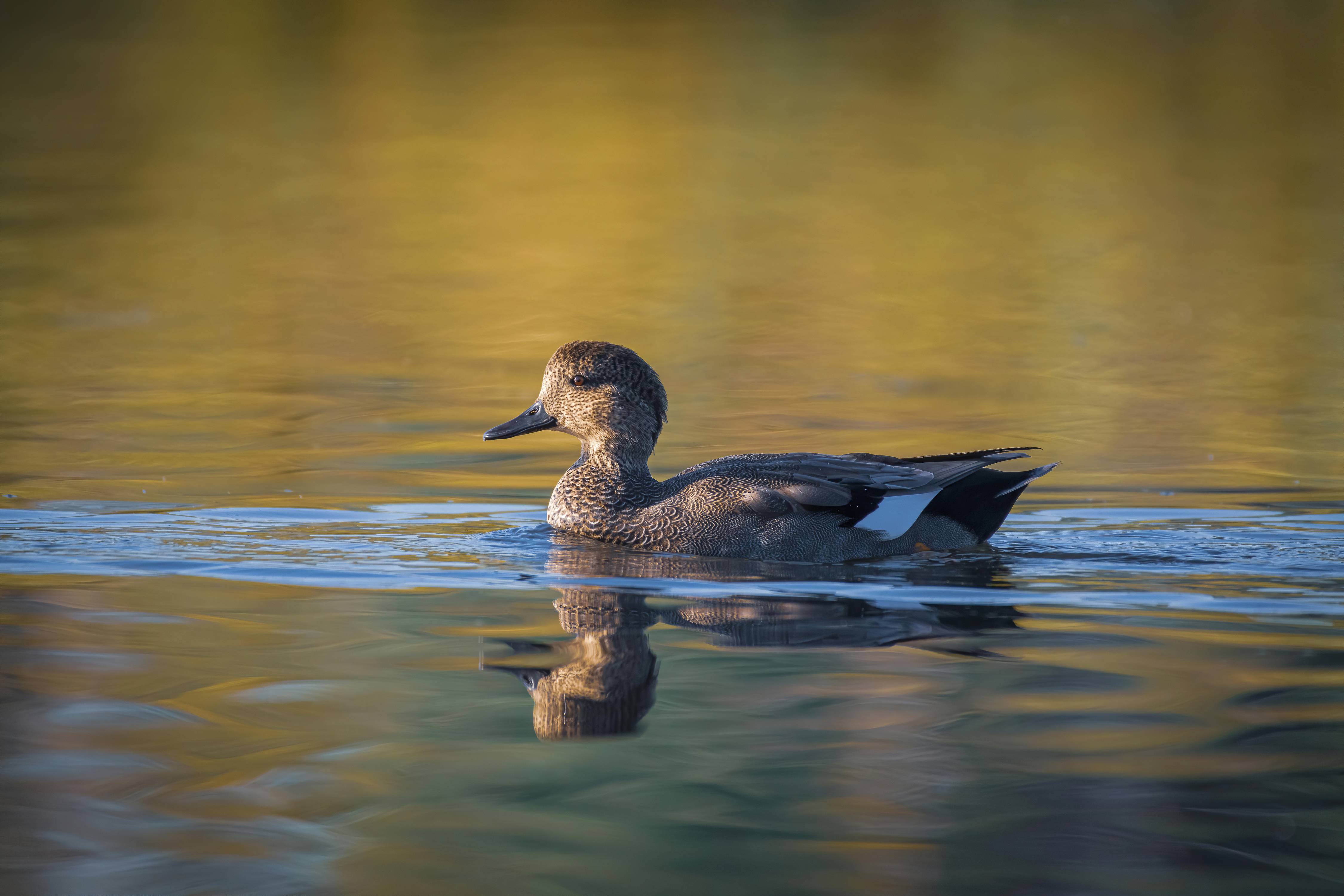 Keep an eye out for these 'weird ducks' this winter in Michigan 