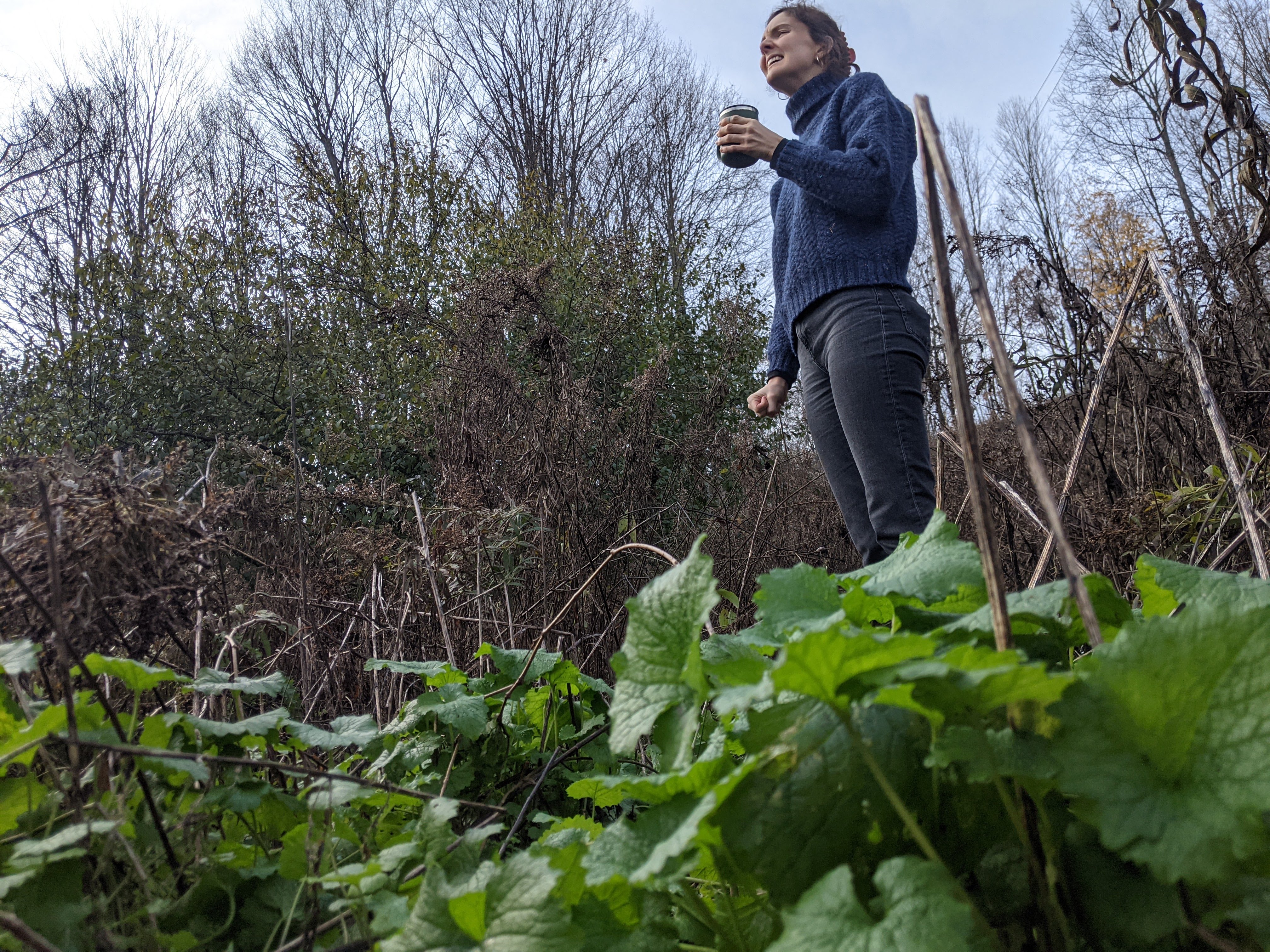 plant foraging classes near me