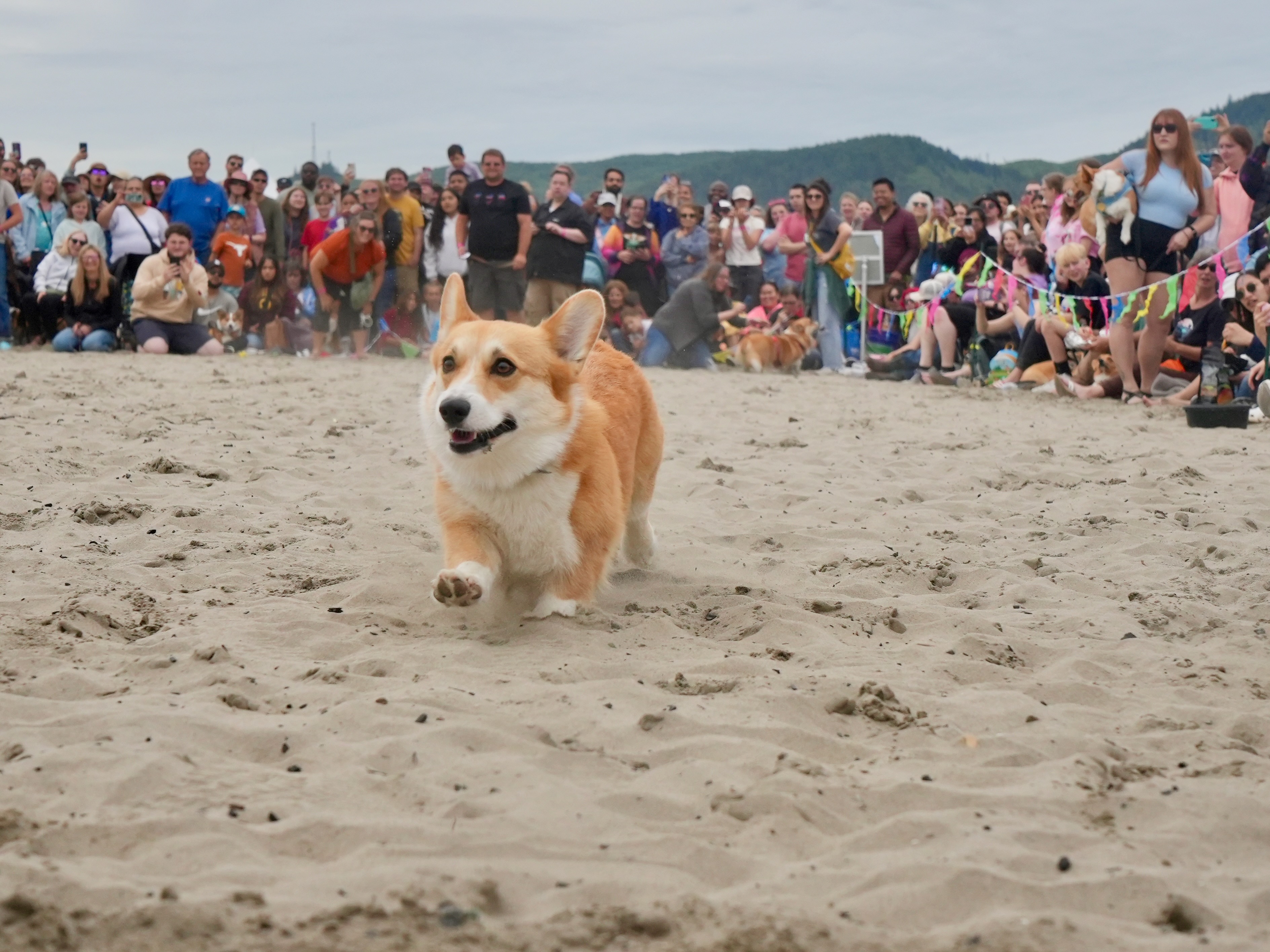 Corgi Beach Takeover - oregonlive.com