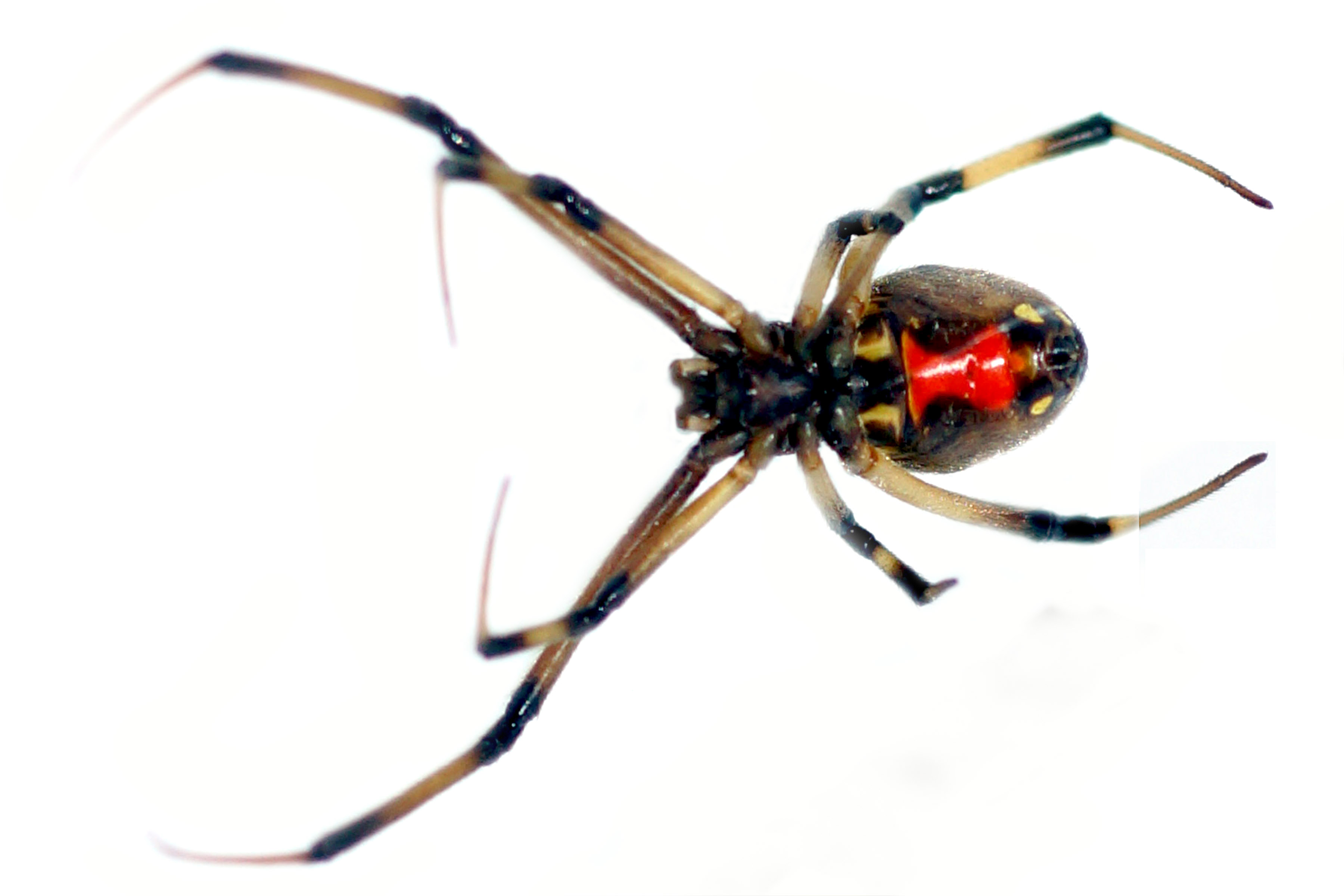 Brown Widow Spider  Center for Invasive Species Research