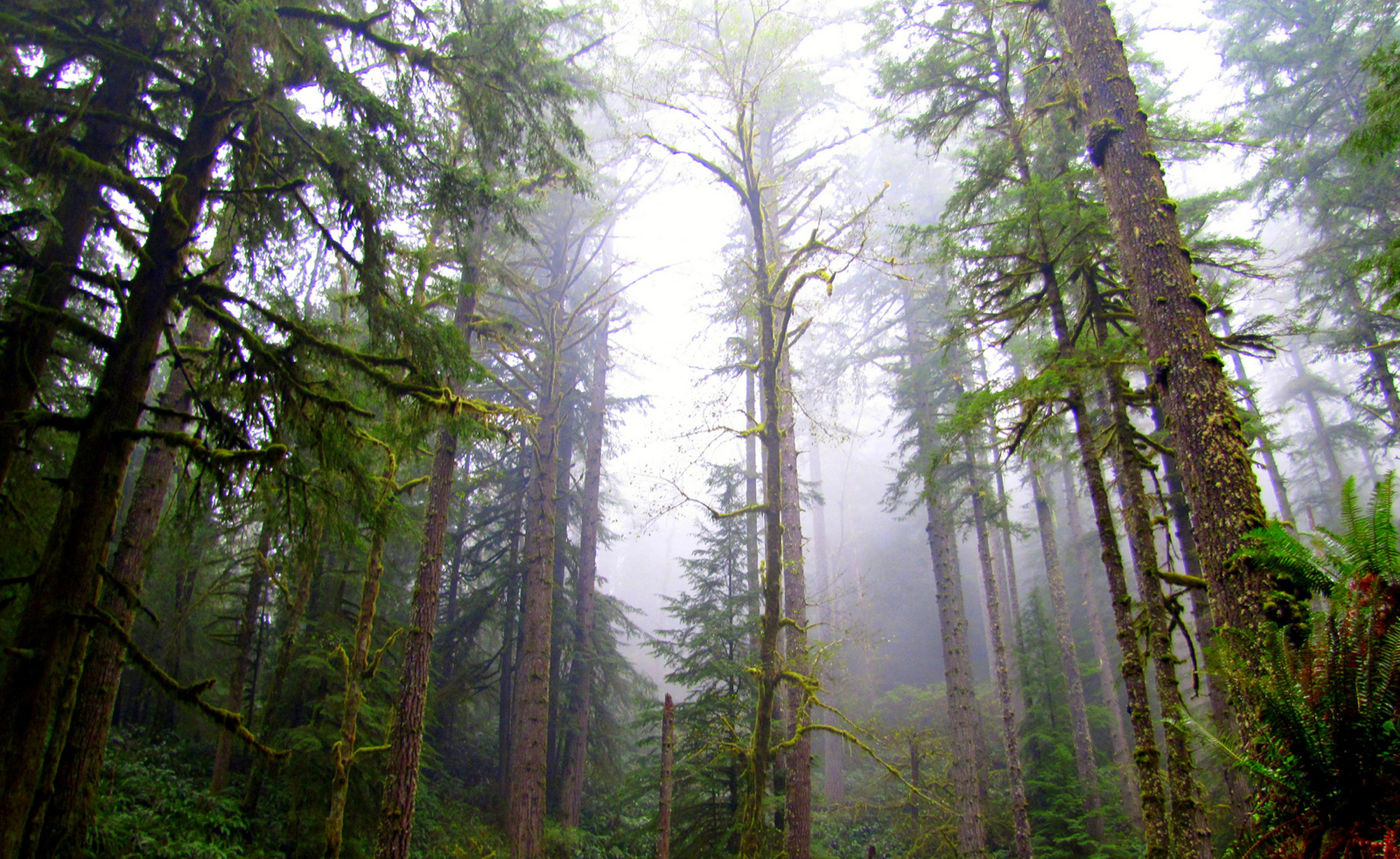 Штат Орегон леса