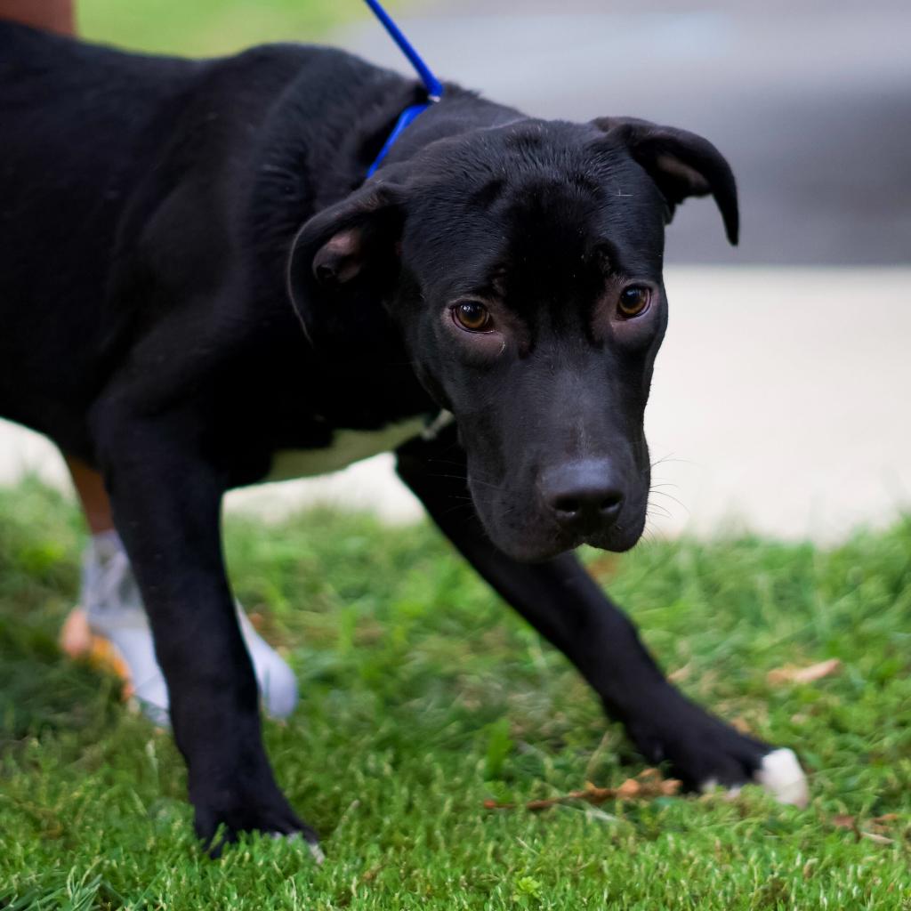 Looking to grow your family? An adoptable pet might be the answer. Sept ...