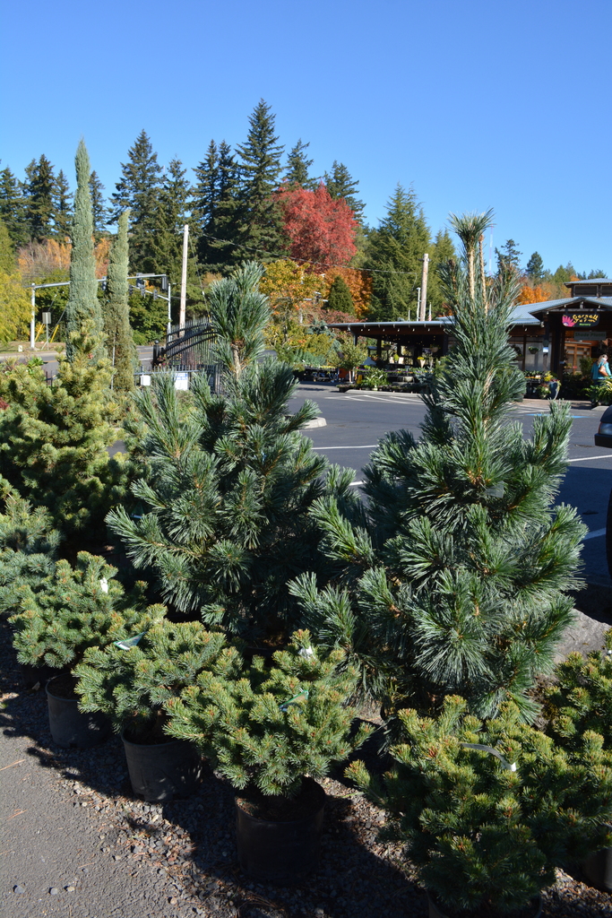 2020 Christmas trees in Oregon