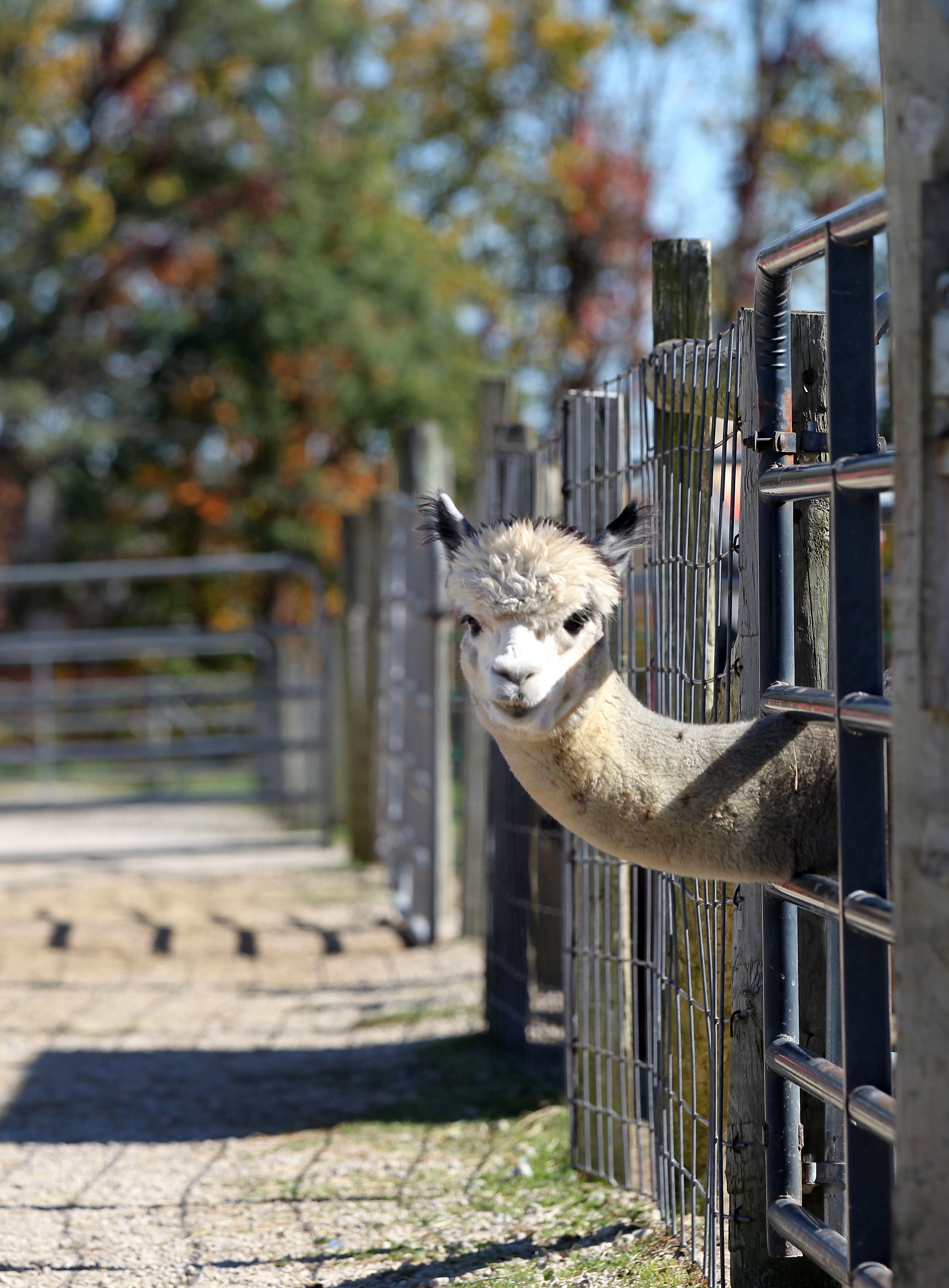 Majestic Meadows Alpacas and Boutique October 13 2020