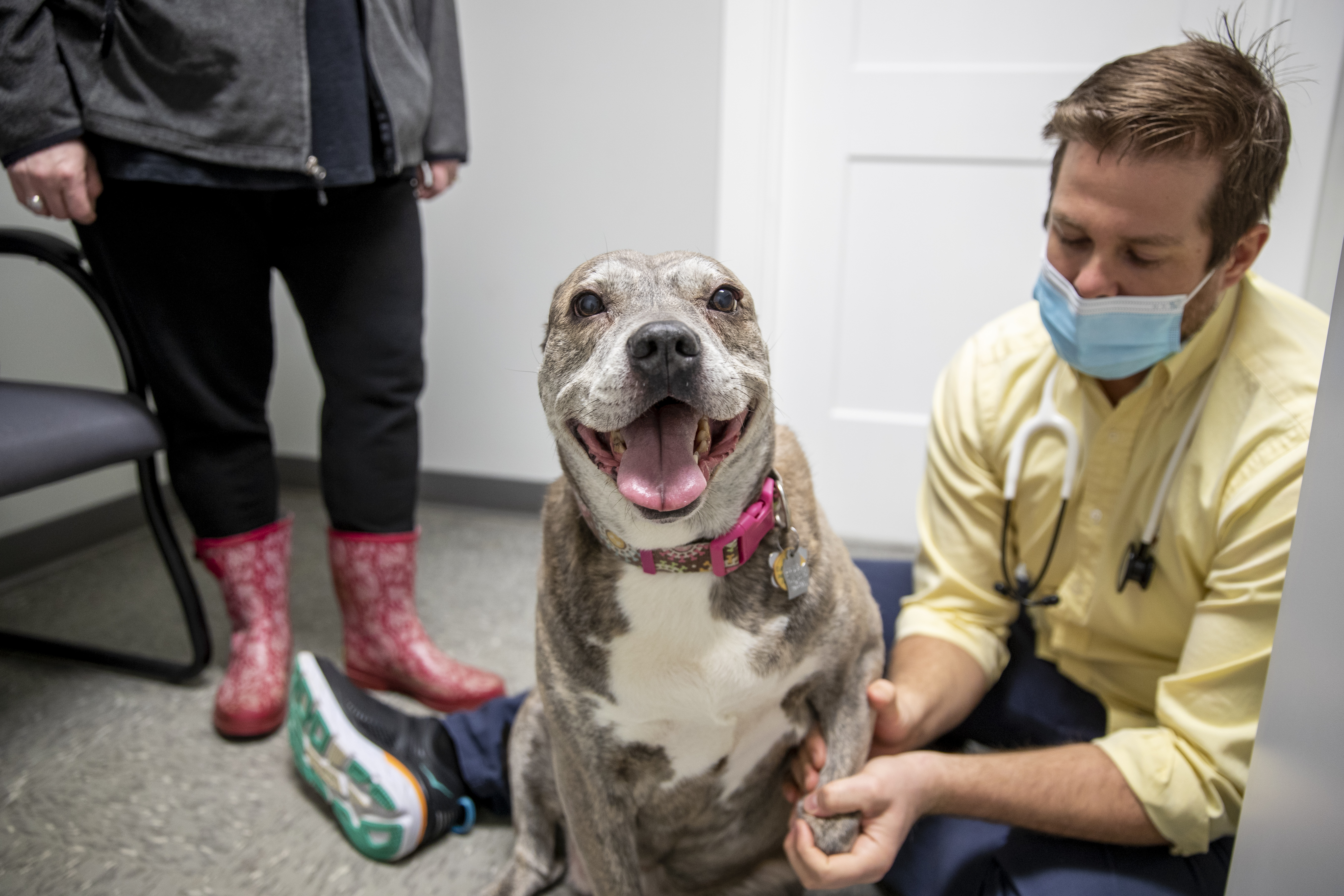 Cats, dogs and other pets fill Michigan animal clinics. But veterinarians  are in short supply. 