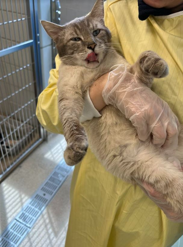 MSPCA teams up with NEAS to save dozens of cats from Kentucky floods ...