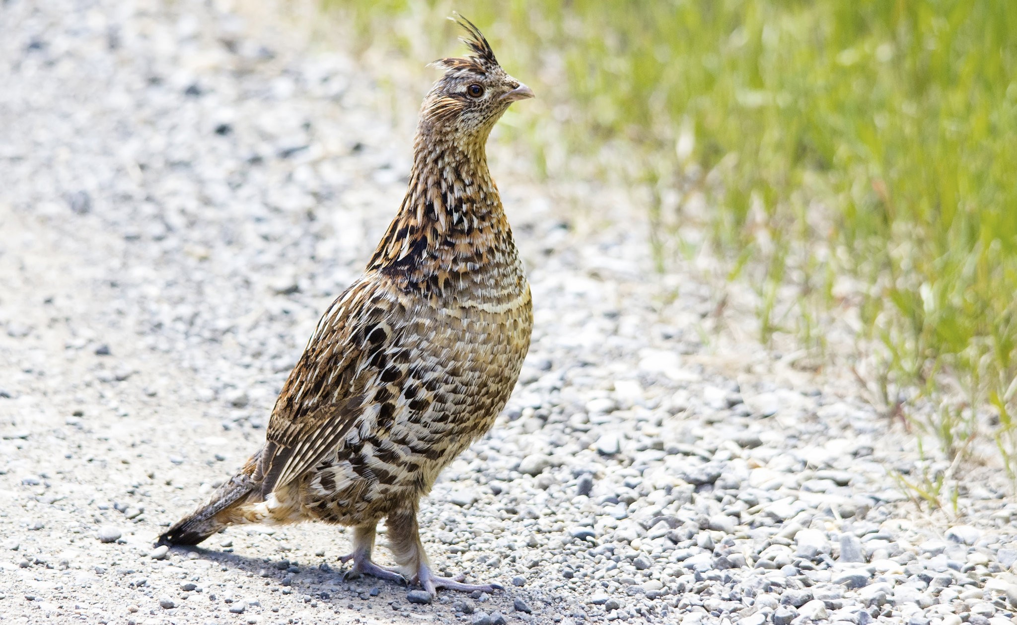 Pa. state bird could leave if summer temperatures rise: report