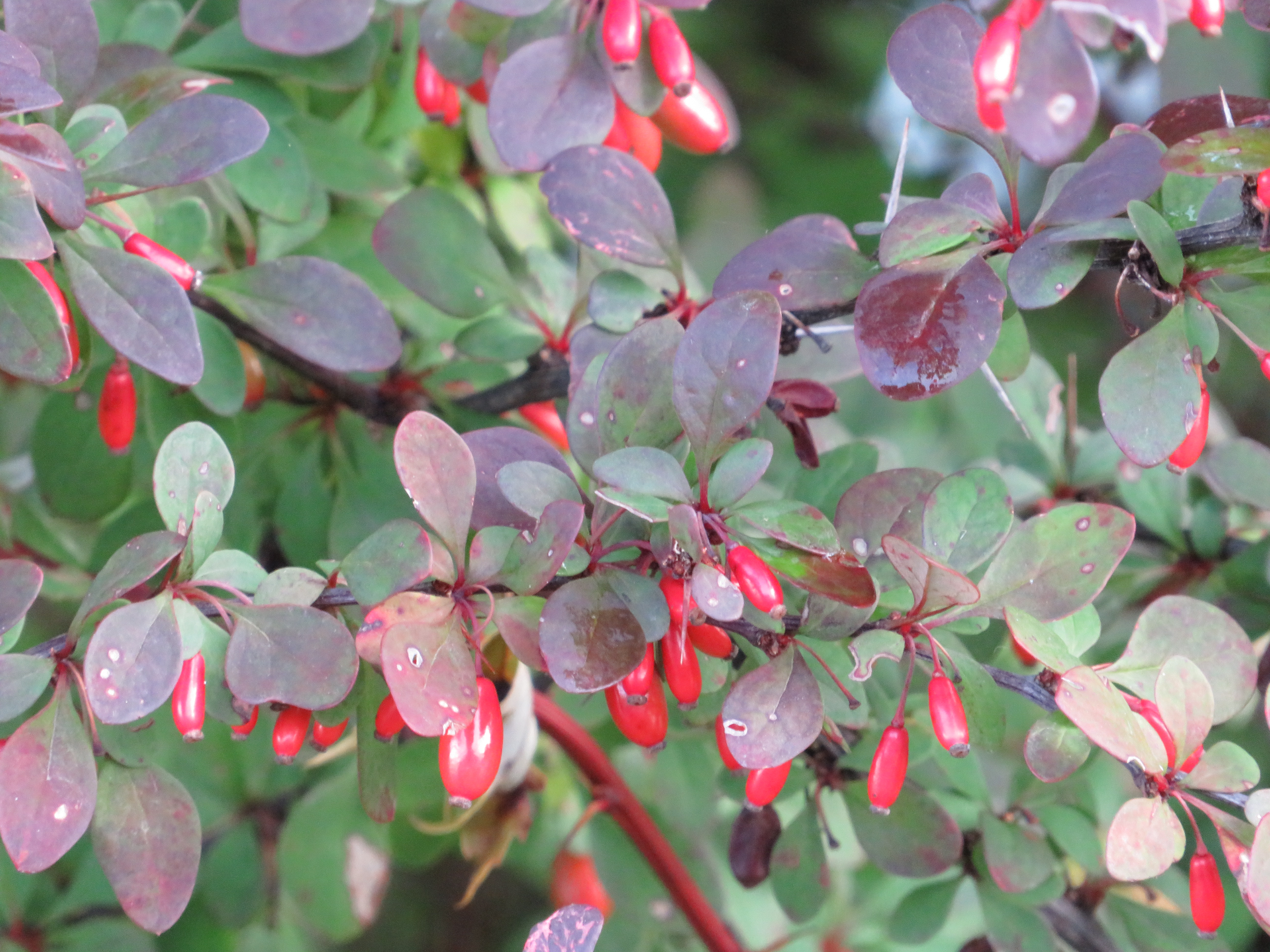 Japanese Barberry and Winged Burning Bush: Invasive Landscaping Shrubs Threaten Michigan Forests