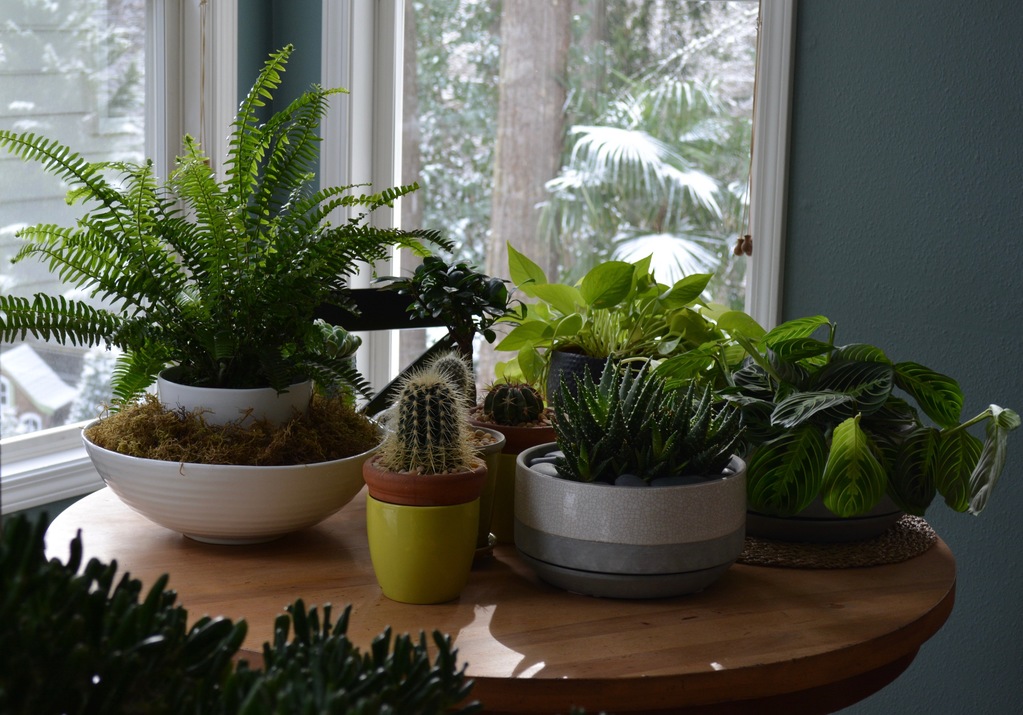 Your January to-do listing for Oregon gardening (indoors and outside)