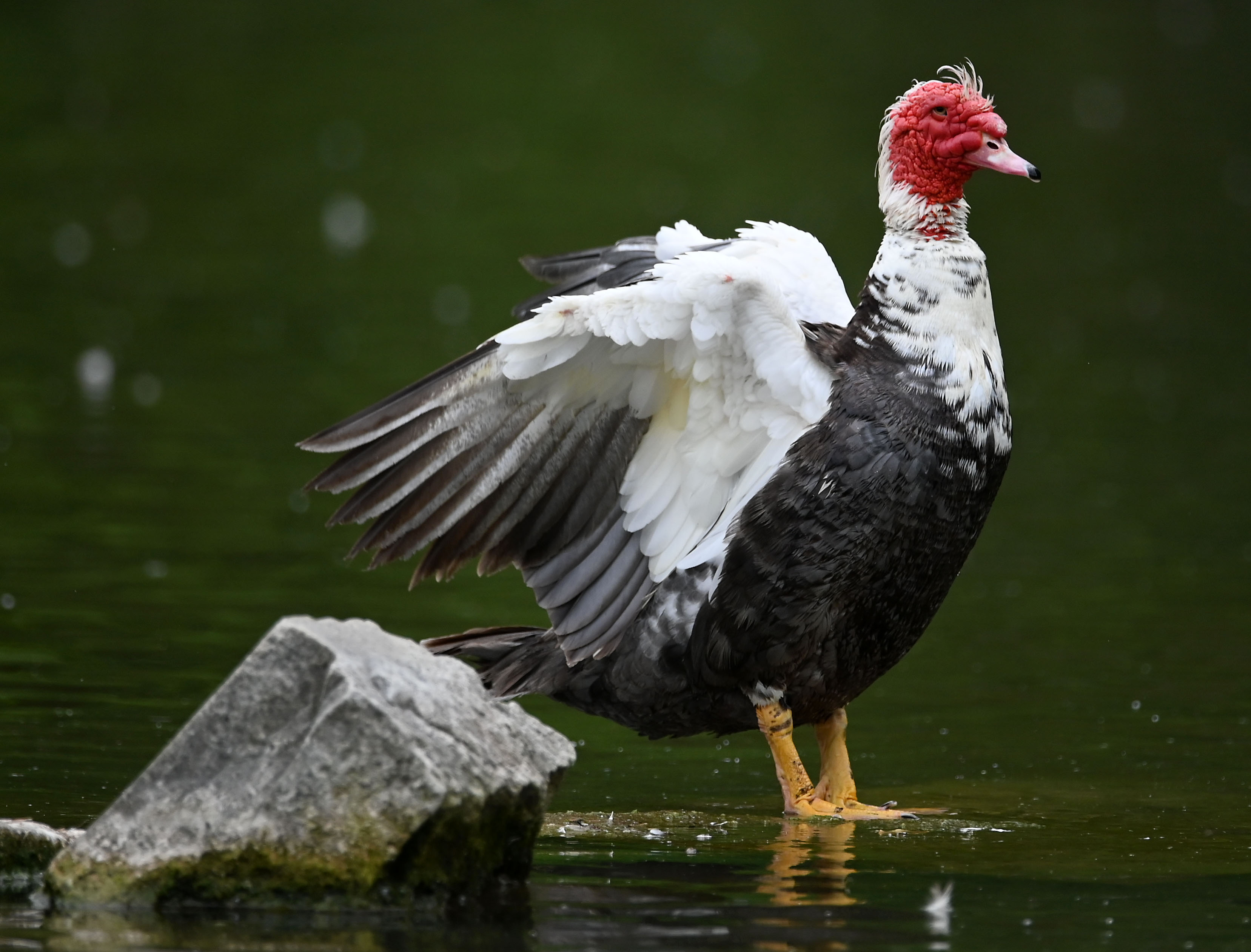 Two Muscovy Ducks Float Past a Wooden Pier with Fishing Rods on it Stock  Image - Image of lure, sumy: 281657879