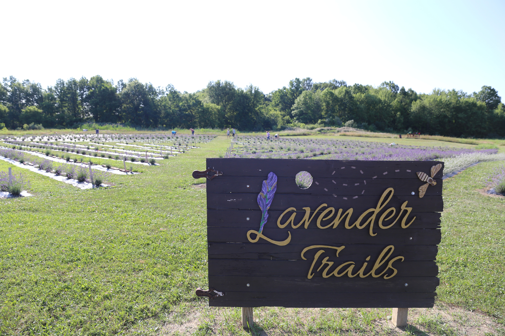 Lavender Trails Farm in Orrville