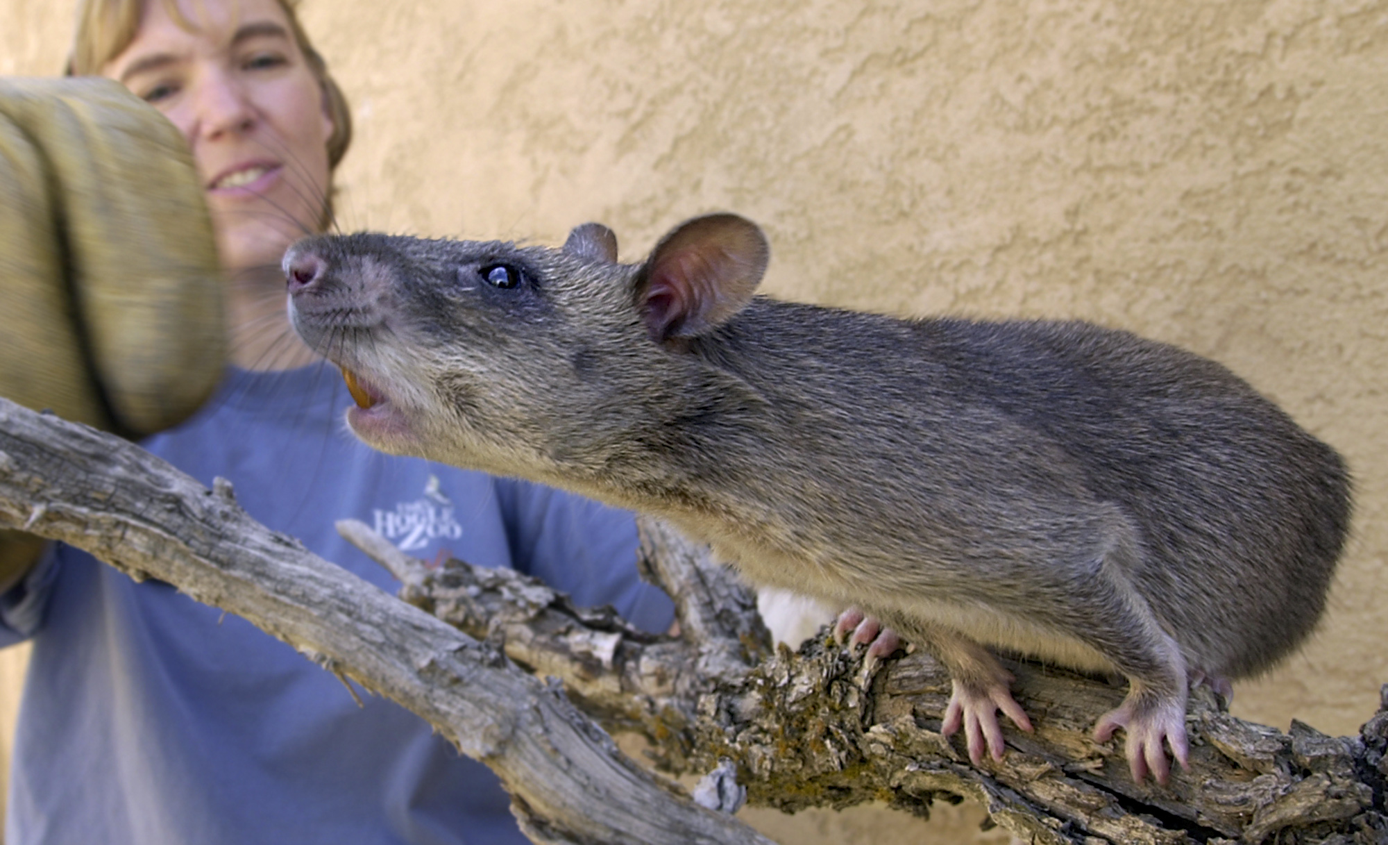 Cricetomys gambianus. Африканская сумчатая крыса. Гигантская сумчатая крыса Занзибар. Шерстистая крыса Босави.