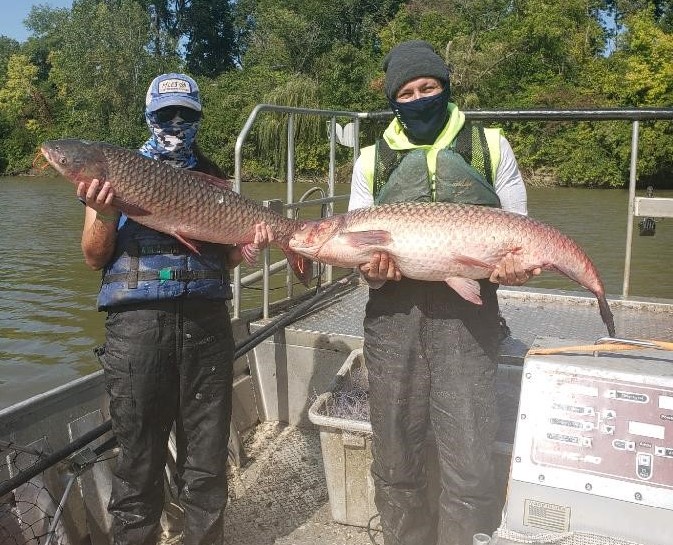 Going after grass carp in Lake Erie now, before it's too late