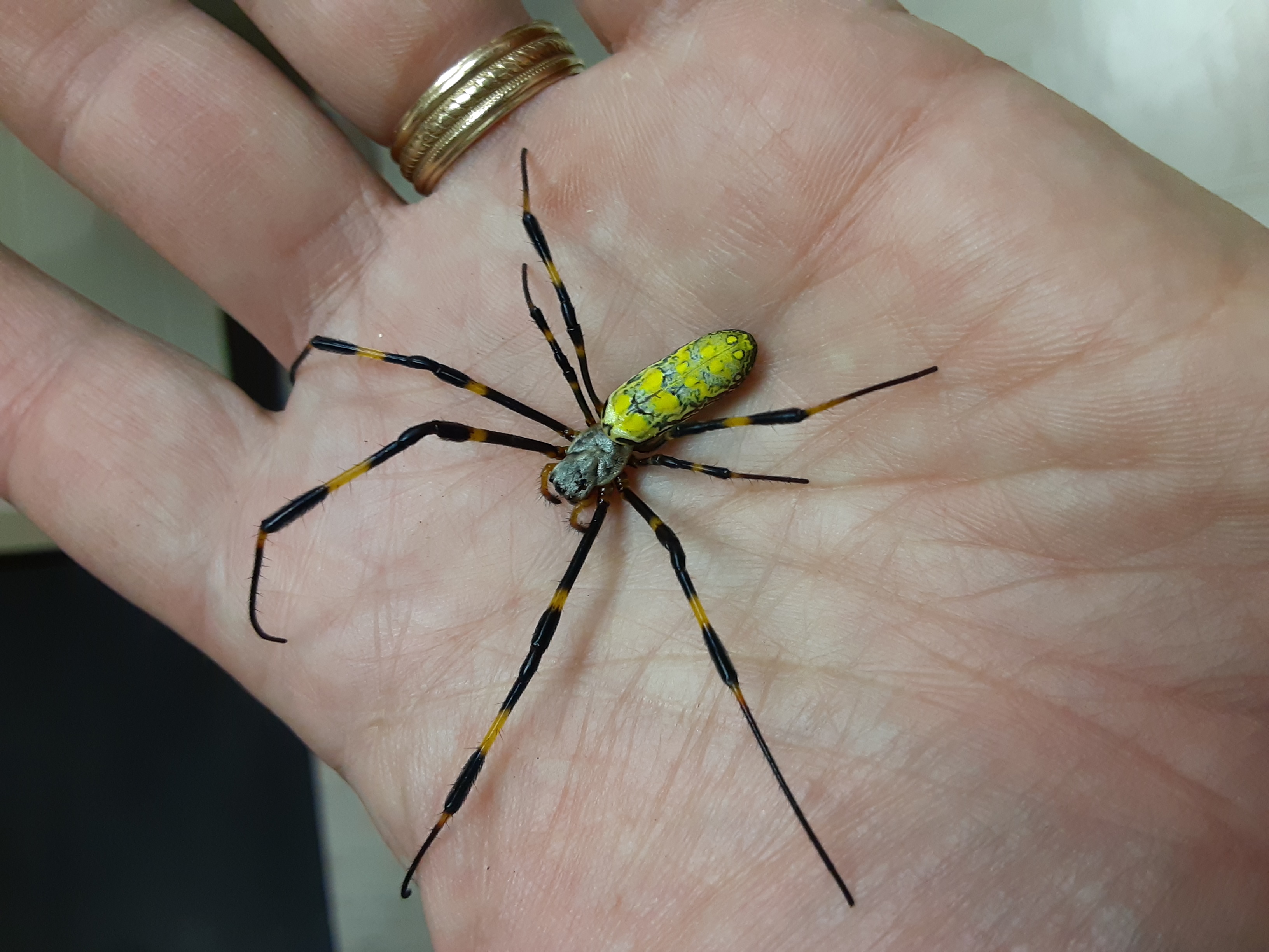 Is this a joro spider I found this in New Jersey : r/pics