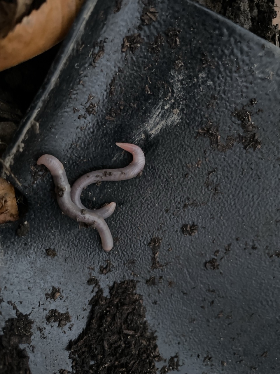 Why 'exotic' earthworms are bad for Great Lakes forests 