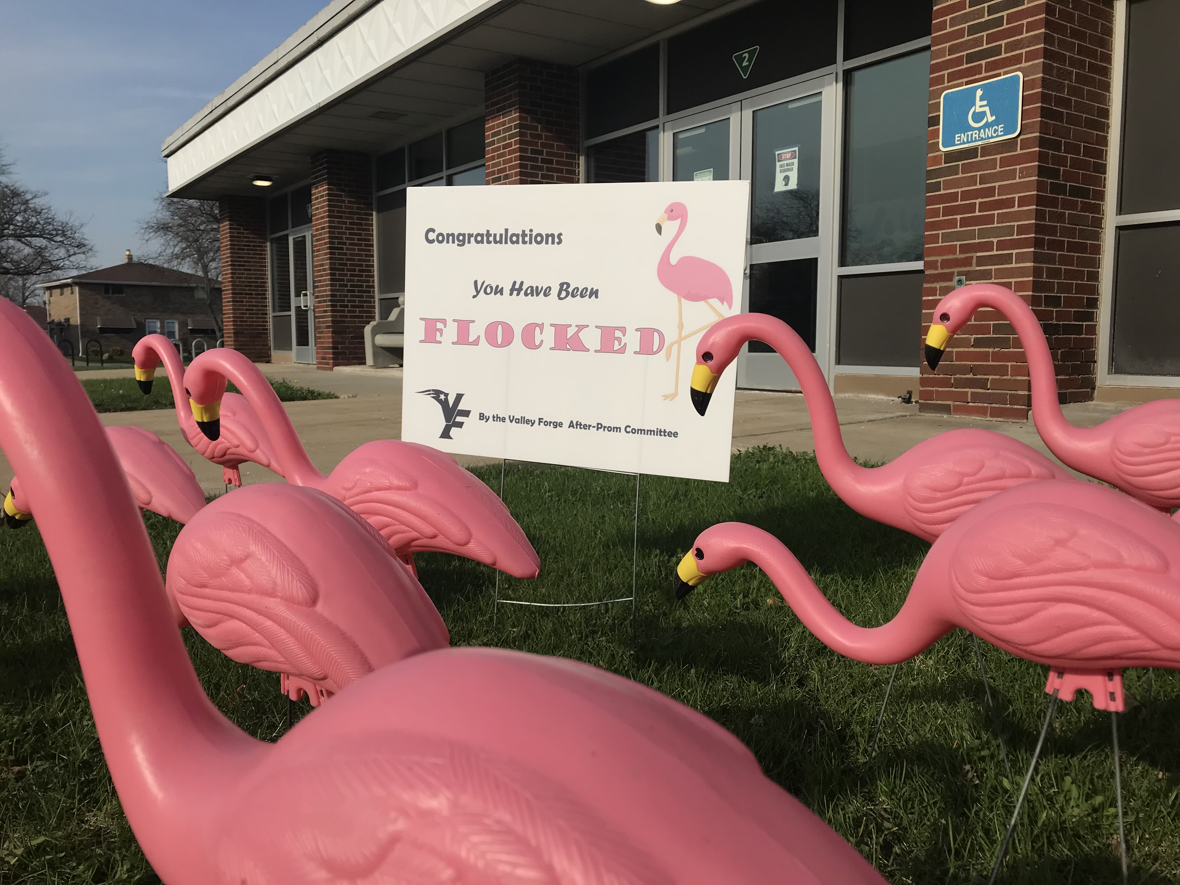 7 Reasons Why Pink Flamingos Are Absolutely Fabulous - Owlcation