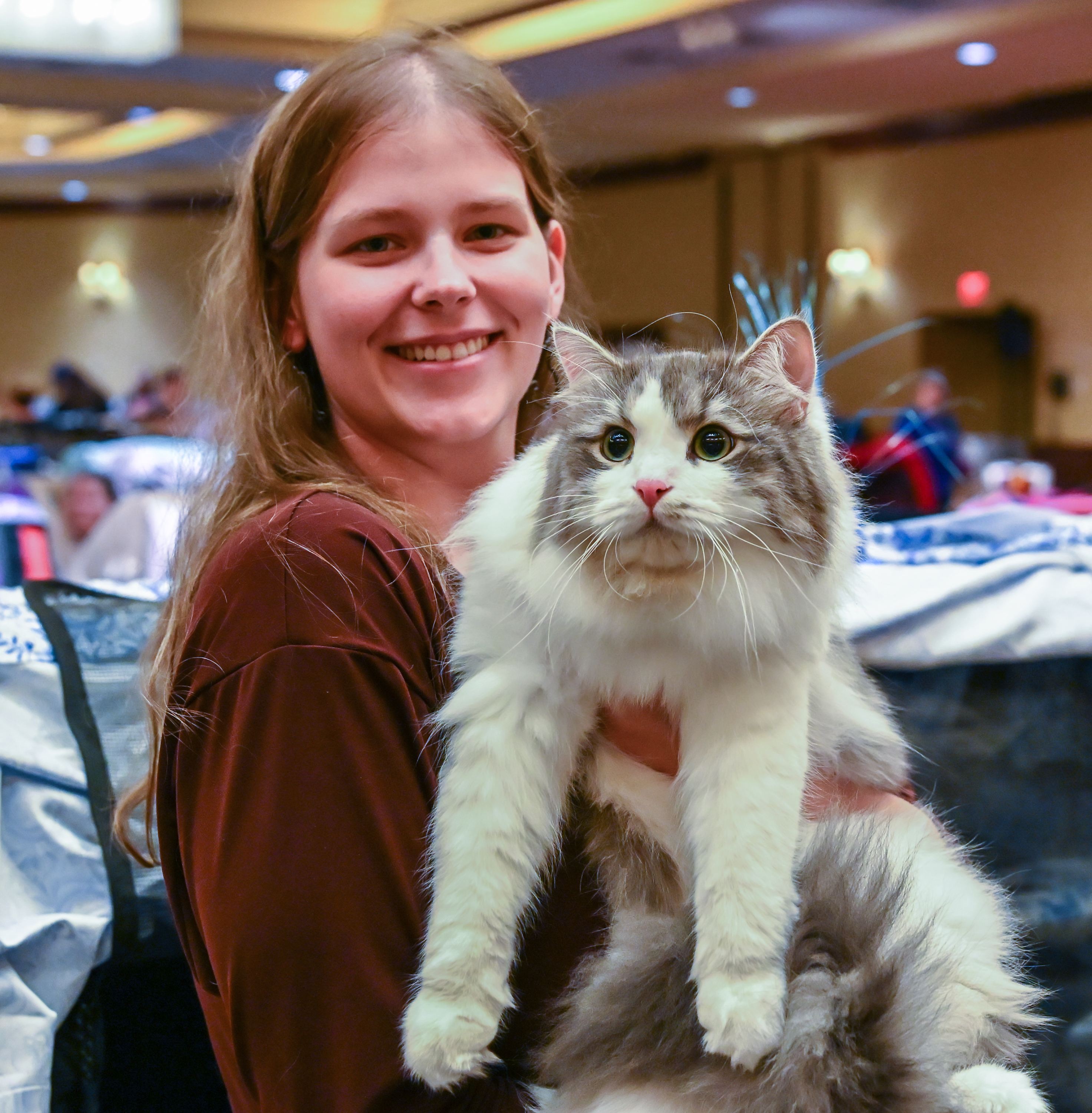 Whiskered wonders prowl at Springfield cat show - masslive.com