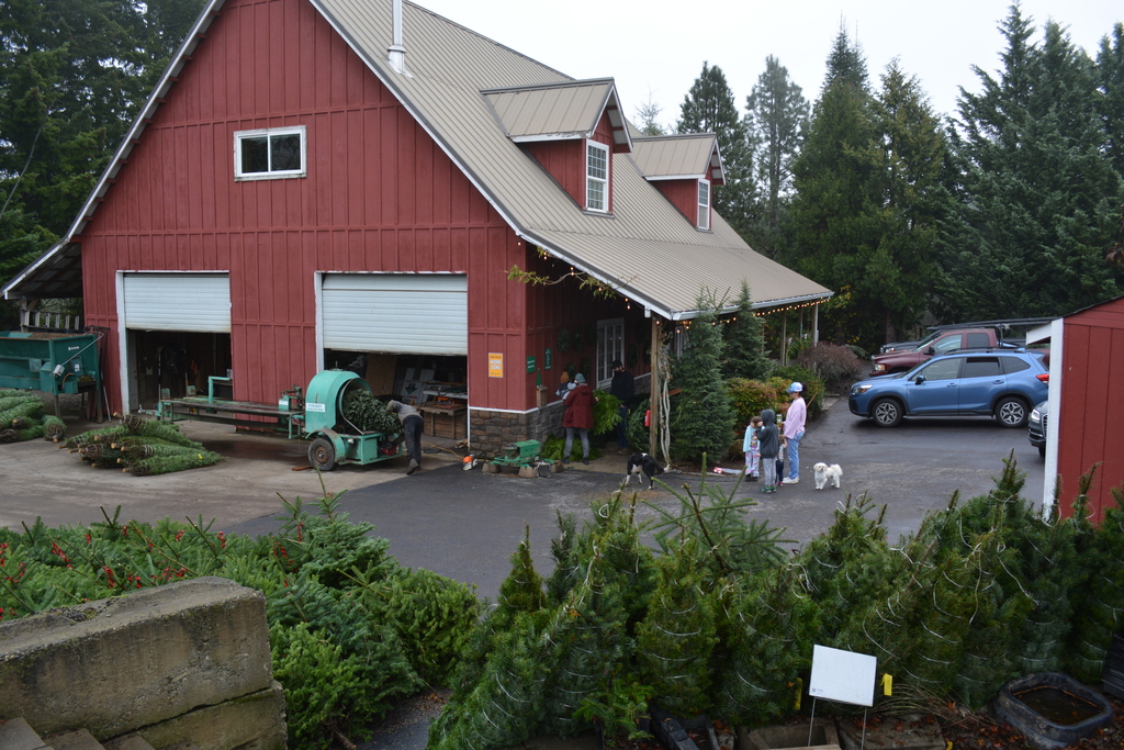 2020 Christmas trees in Oregon