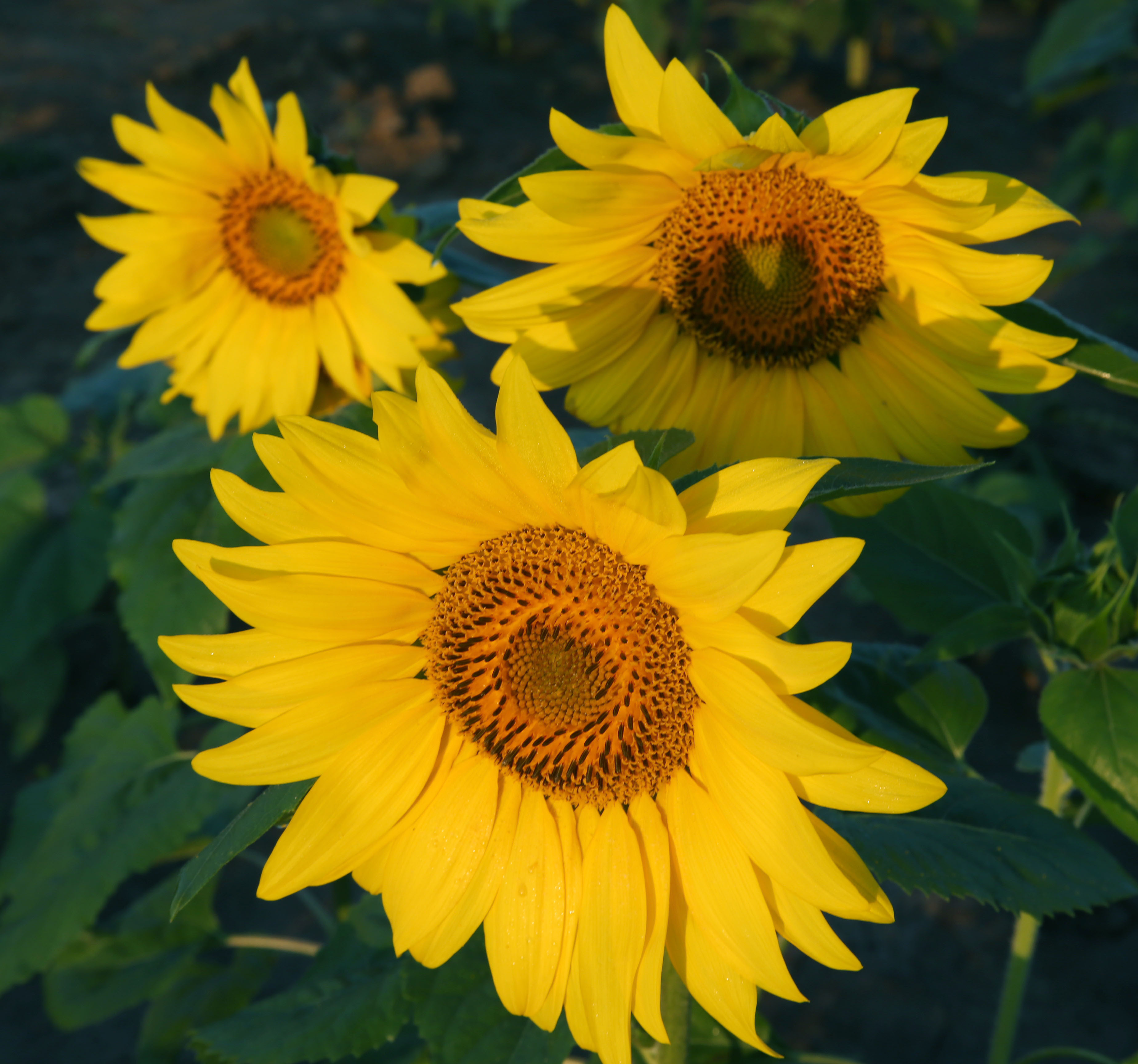 Sunflowers in bloom at Angiuli's Farm Market 