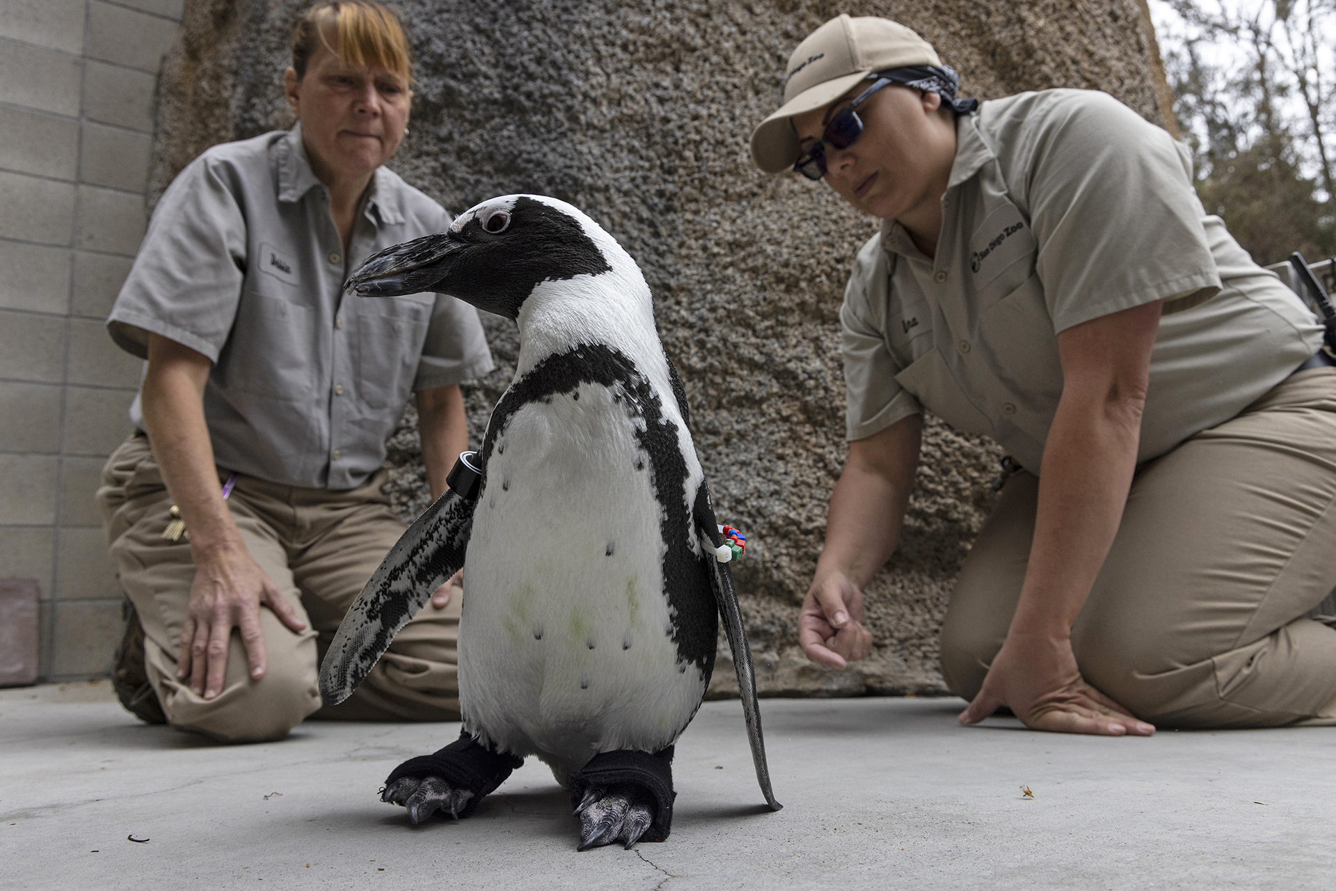 Zoo penguin suffering with foot problems gets orthopedic shoes