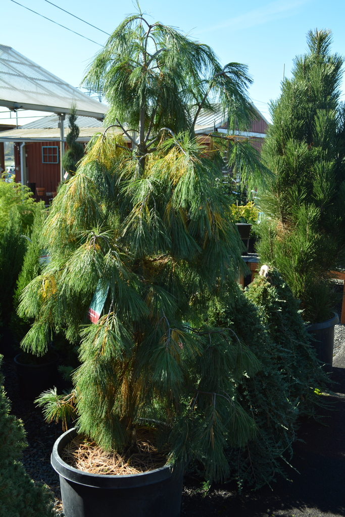 2020 Christmas trees in Oregon - oregonlive.com