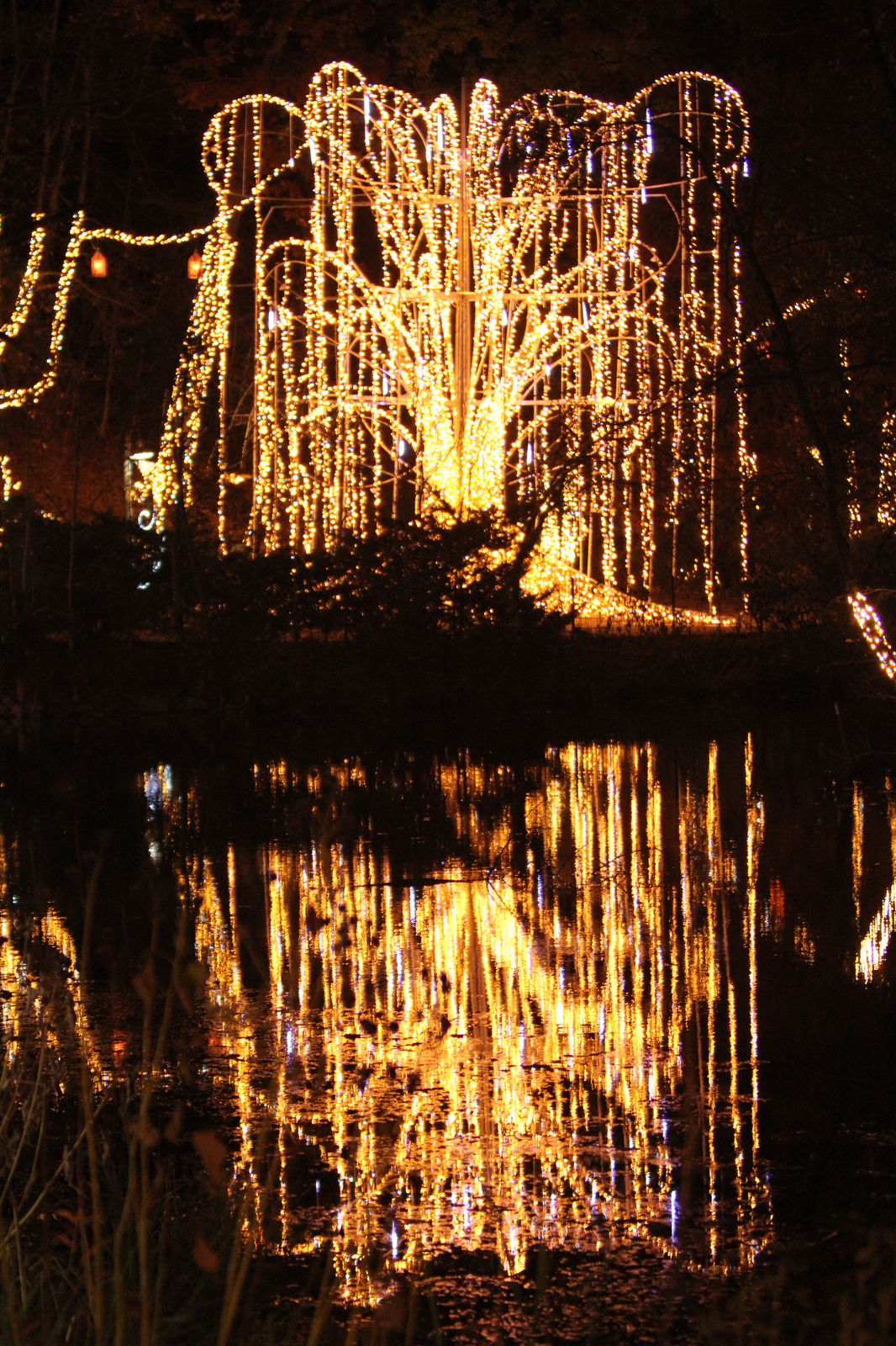First look: Wild Winter Lights sparkle at Cleveland Zoo through