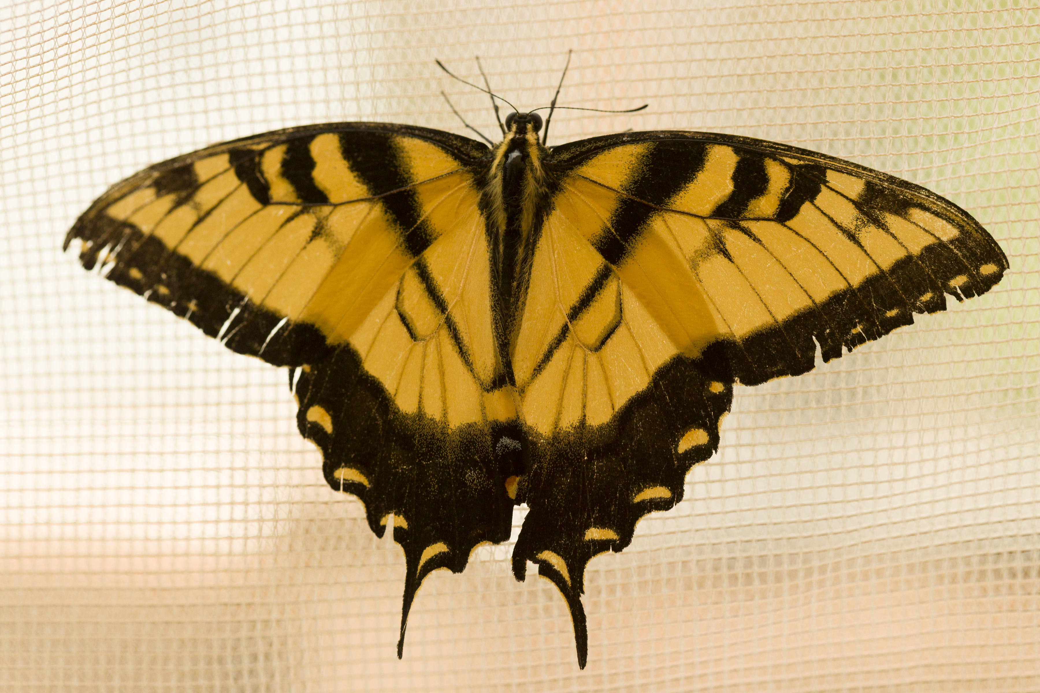 Old World Swallowtail Butterfly Sticker — FIELD GUIDE DESIGNS