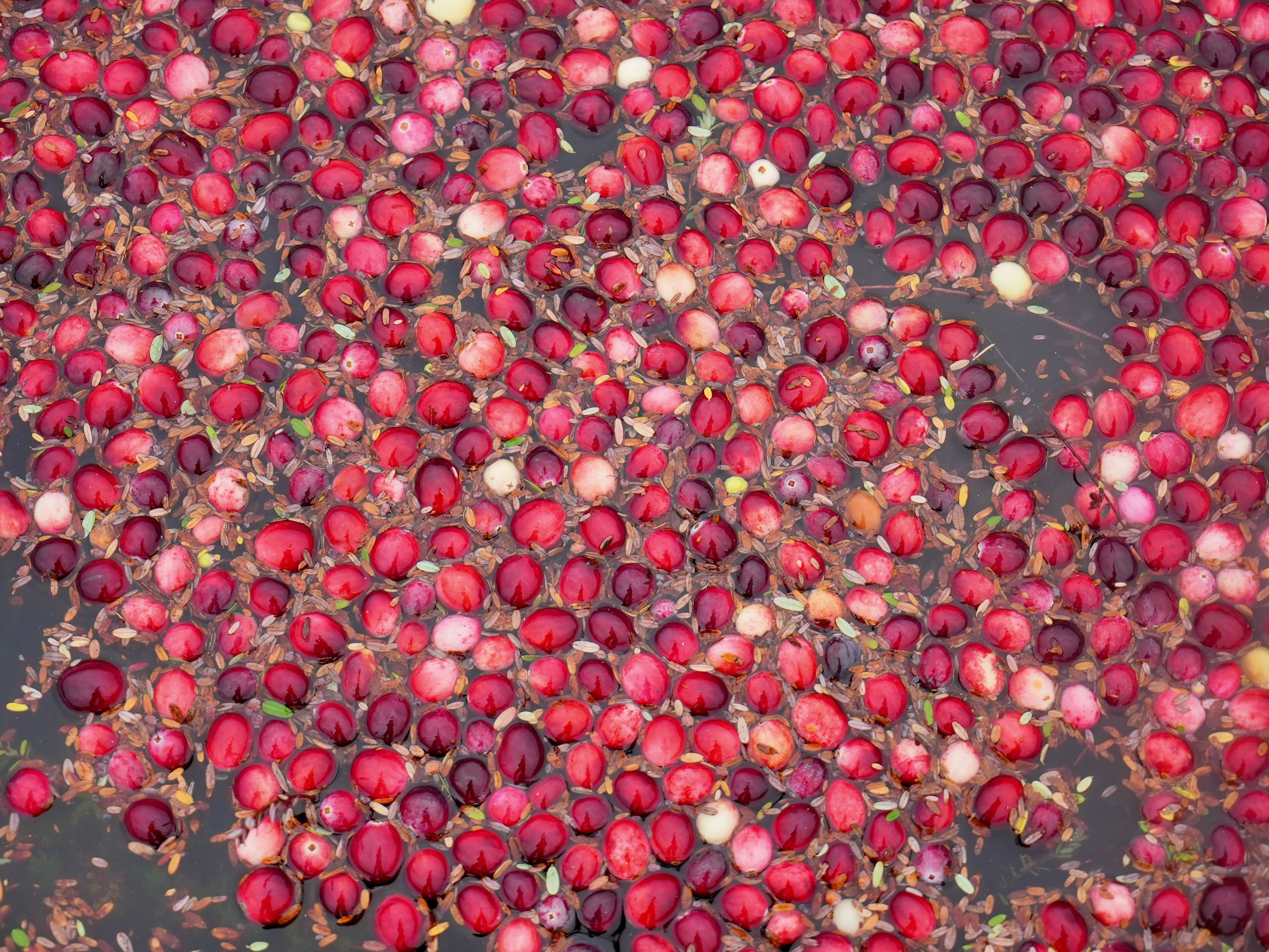 Cranberry harvest