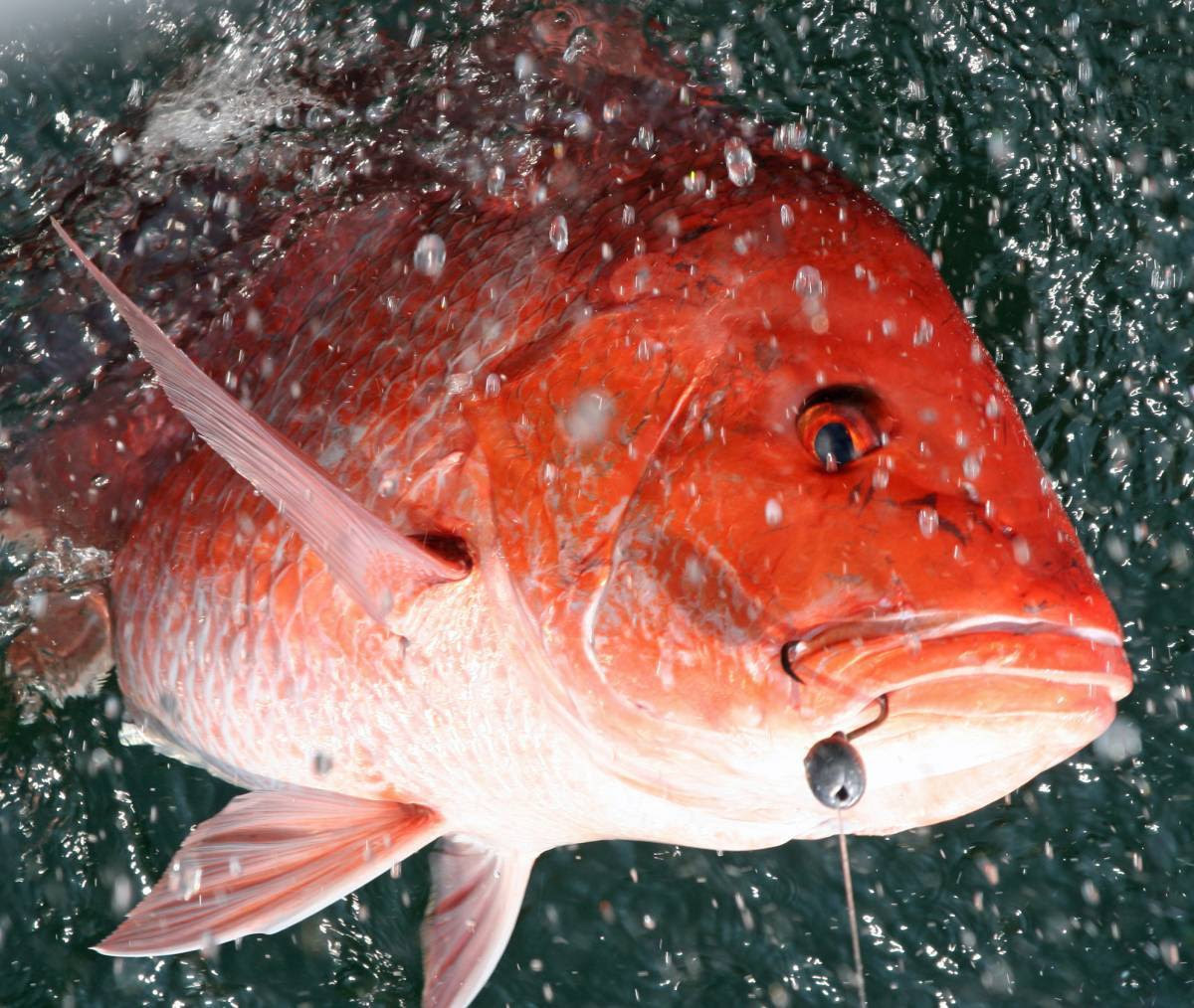 More Red Snapper Days for Alabama Anglers
