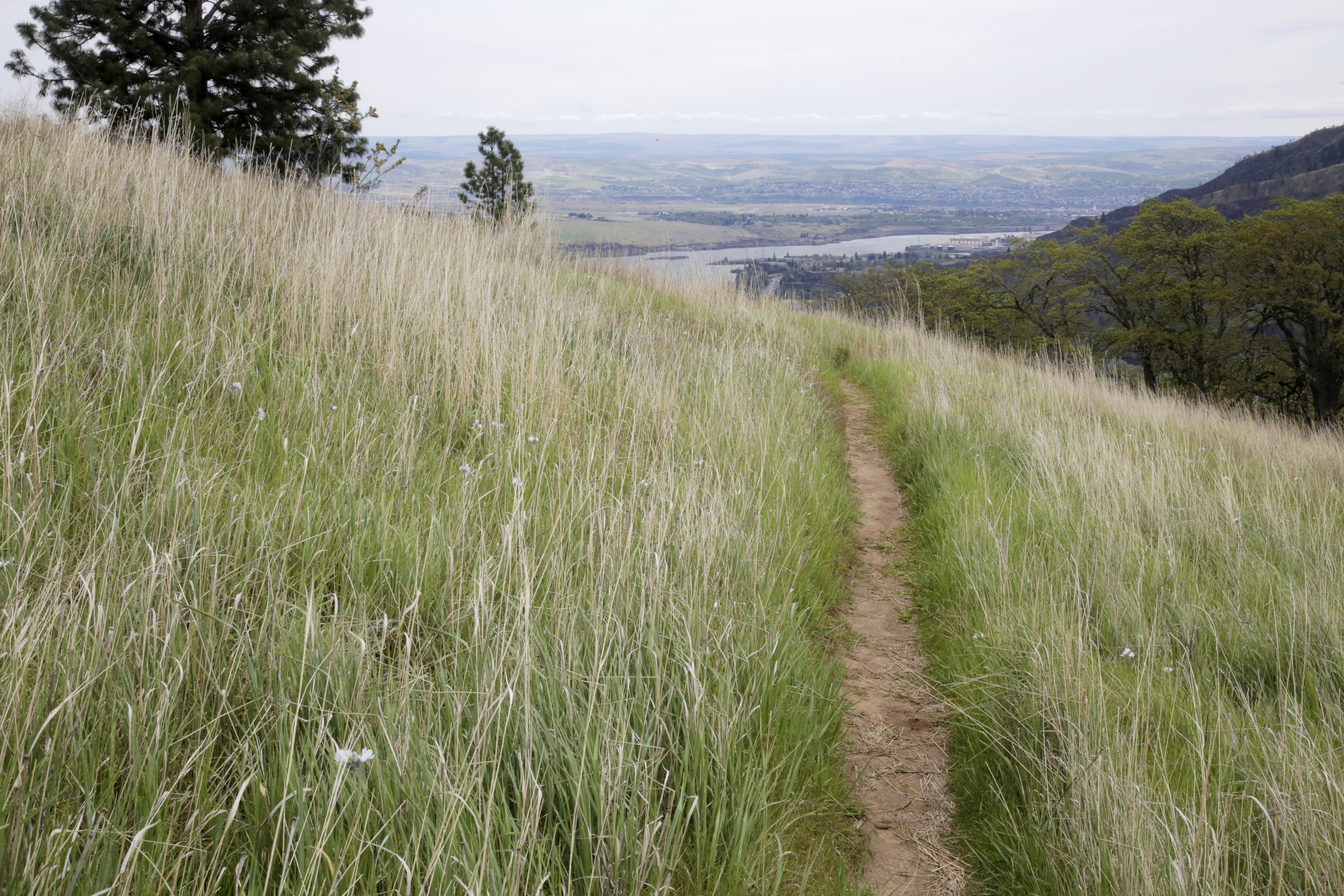 Columbia Gorge wildflowers, views draw more visitors to newly