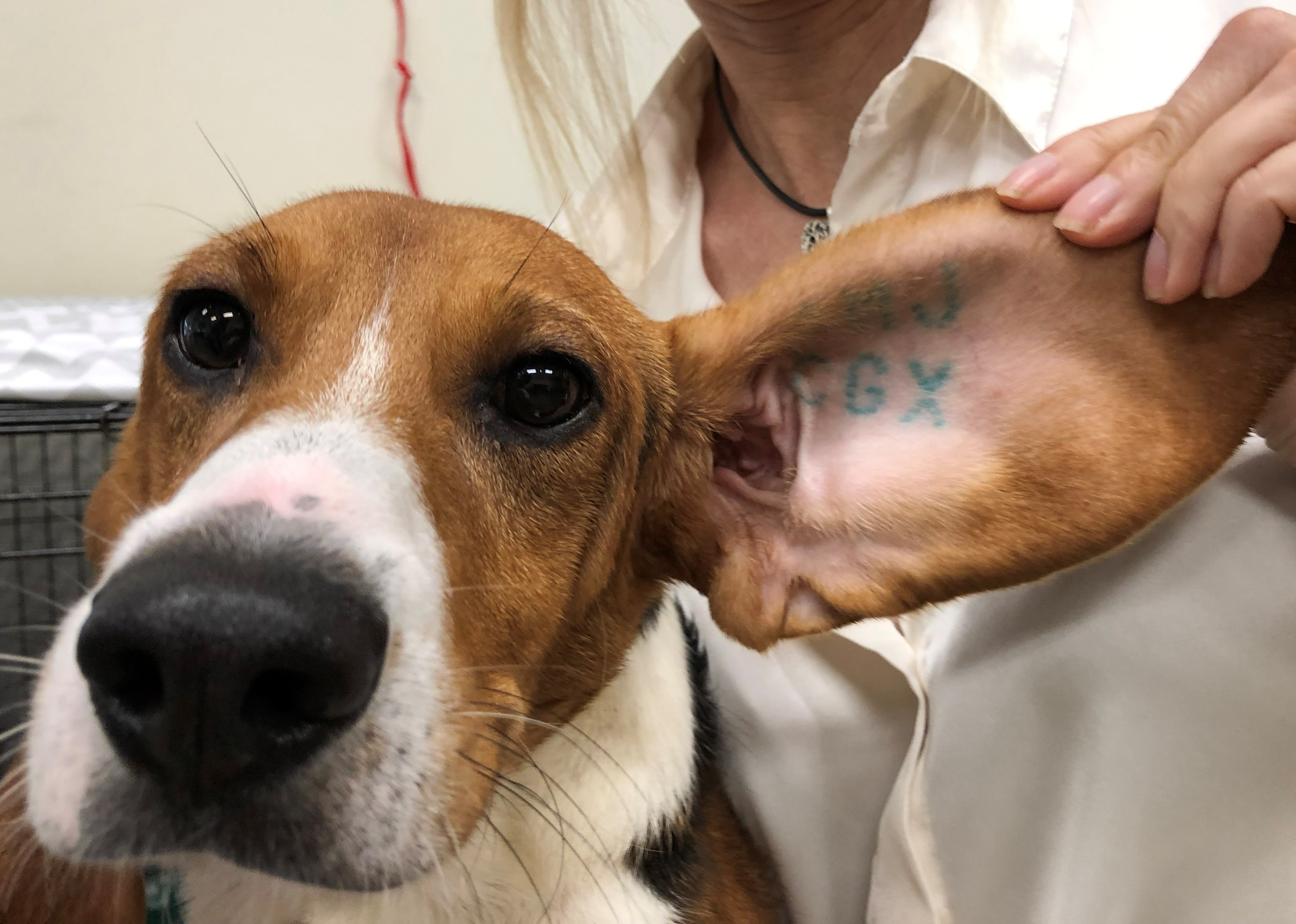 Beagle Freedom Project on Twitter When dogs are sent to laboratories for  testing they are given an ID  that is tattooed in their ear The  cruelty does not stop there sometimes
