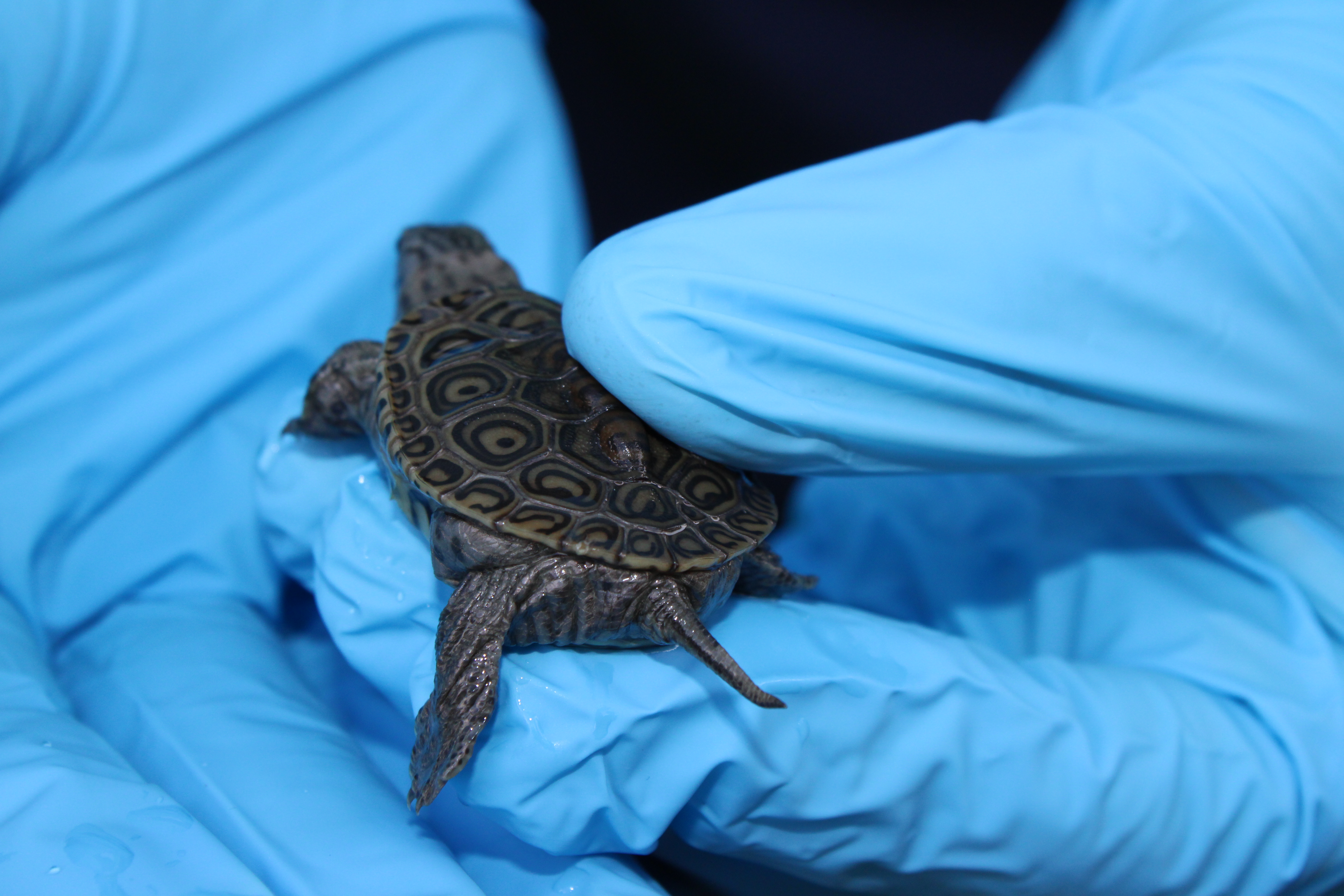 Staten Island conservation project releases 31 diamondback terrapins ...