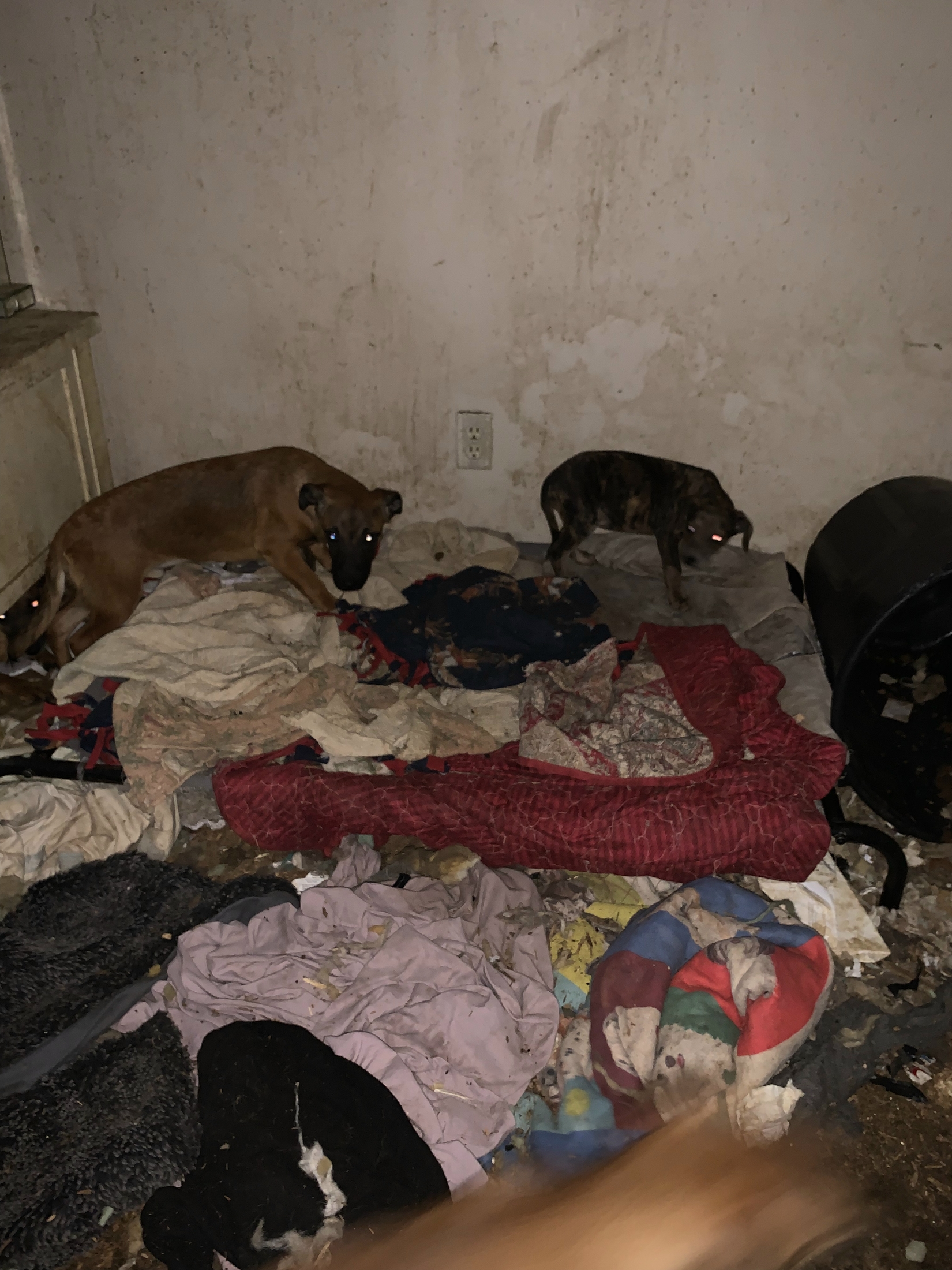 See why more than 90 living, dead animals were seized from Michigan ...