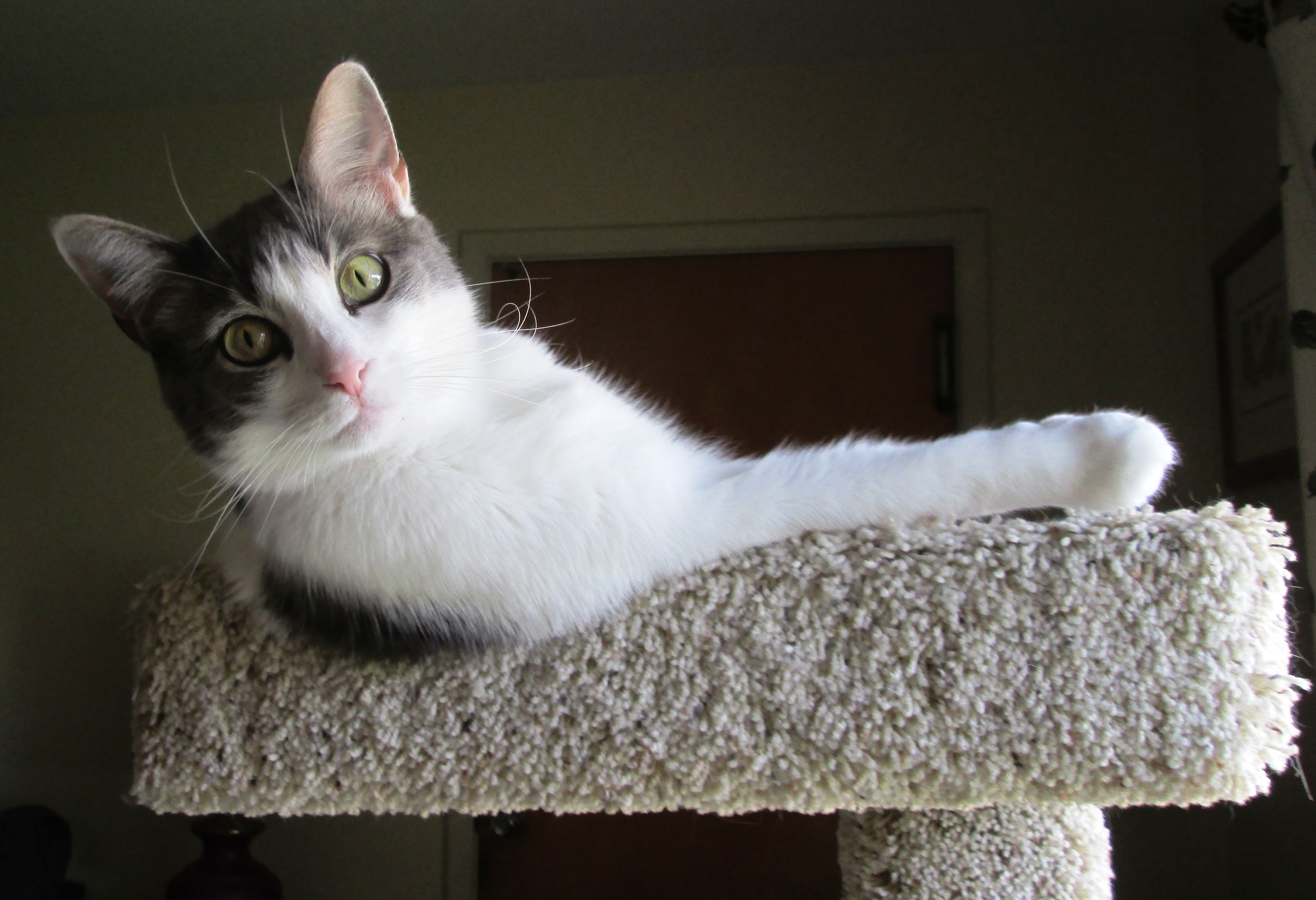 Whou0027s the Cutest Cat in all The Land? Meet our Top 20 finalists