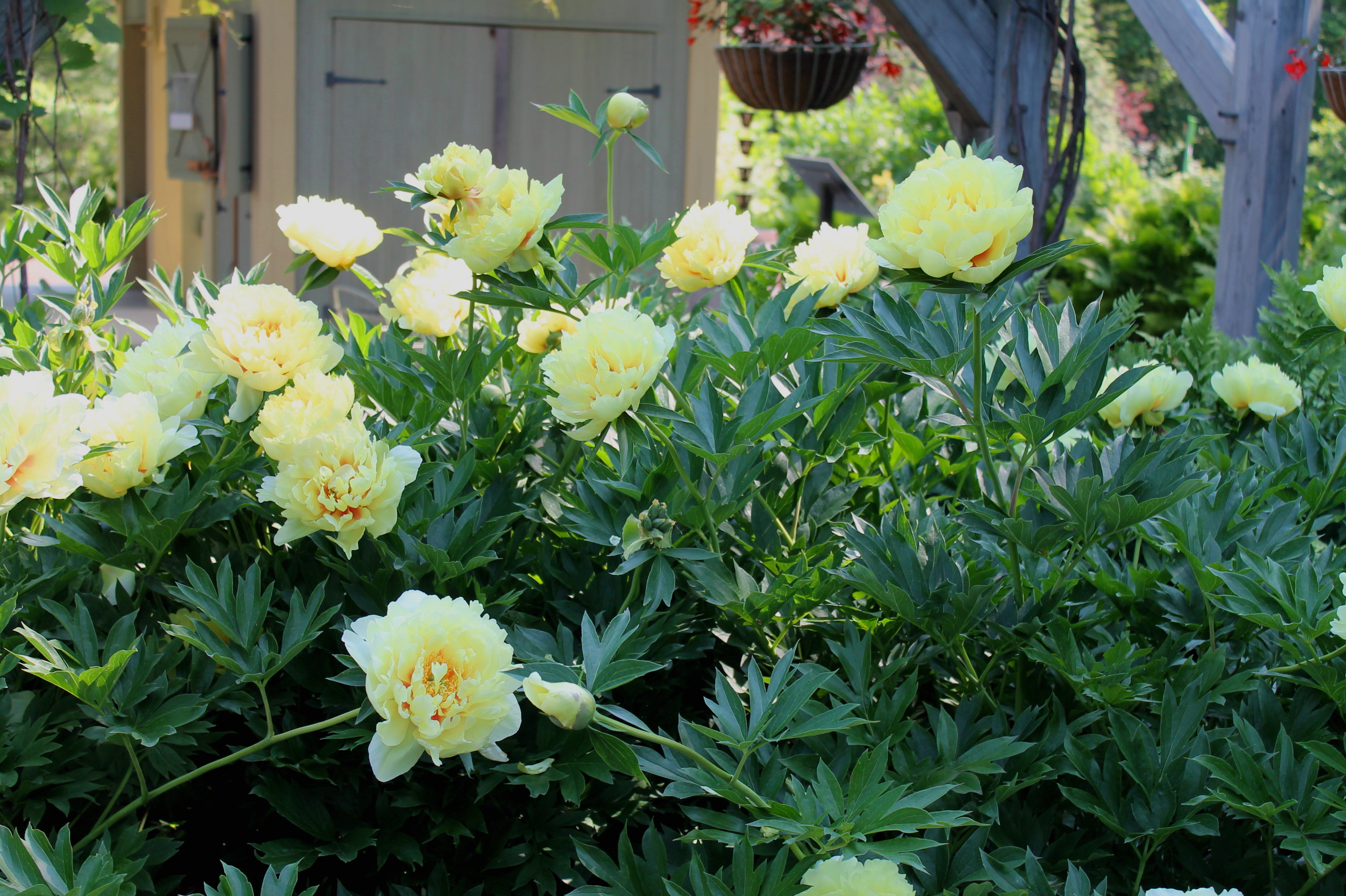 Details about   10x Peony Paeony Shrubs Flower Seeds 10 Types Plants Beautiful Home Garden Decor 
