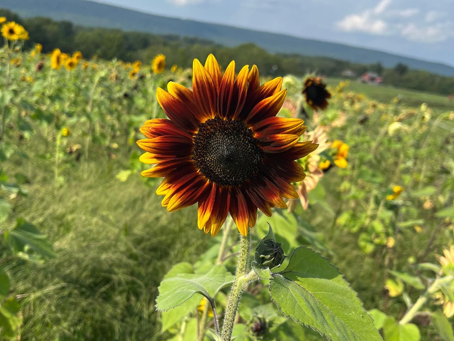 sunflower様 Selfies. Strolls. Sandwiches. They all go great with sunflowers at
