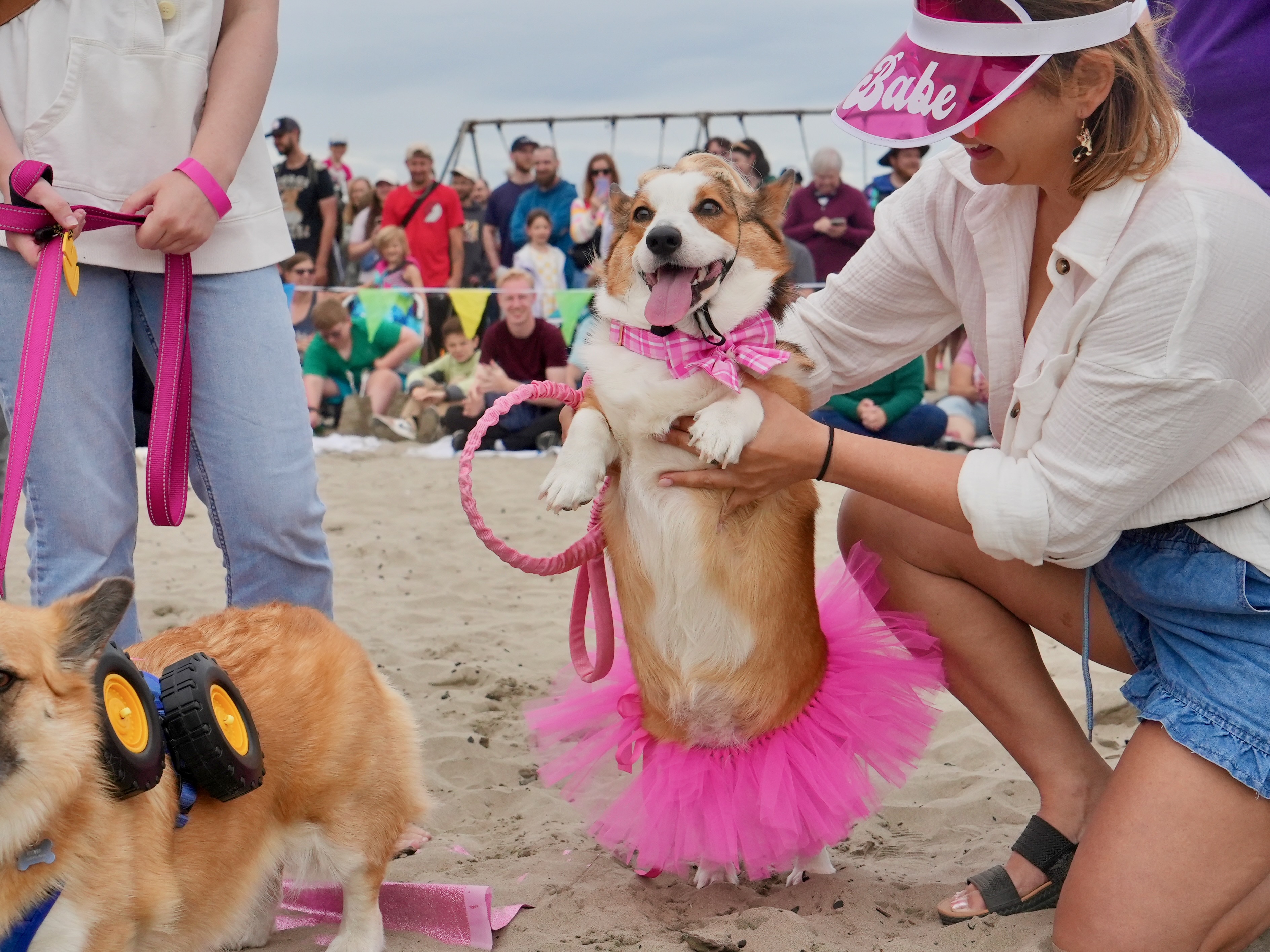 Corgi Beach Takeover - oregonlive.com