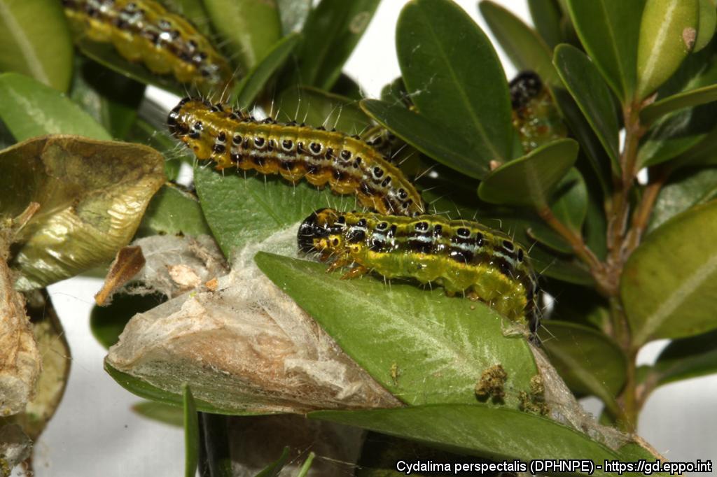 12 Michigan counties under box tree moth quarantine to fight invasive pest