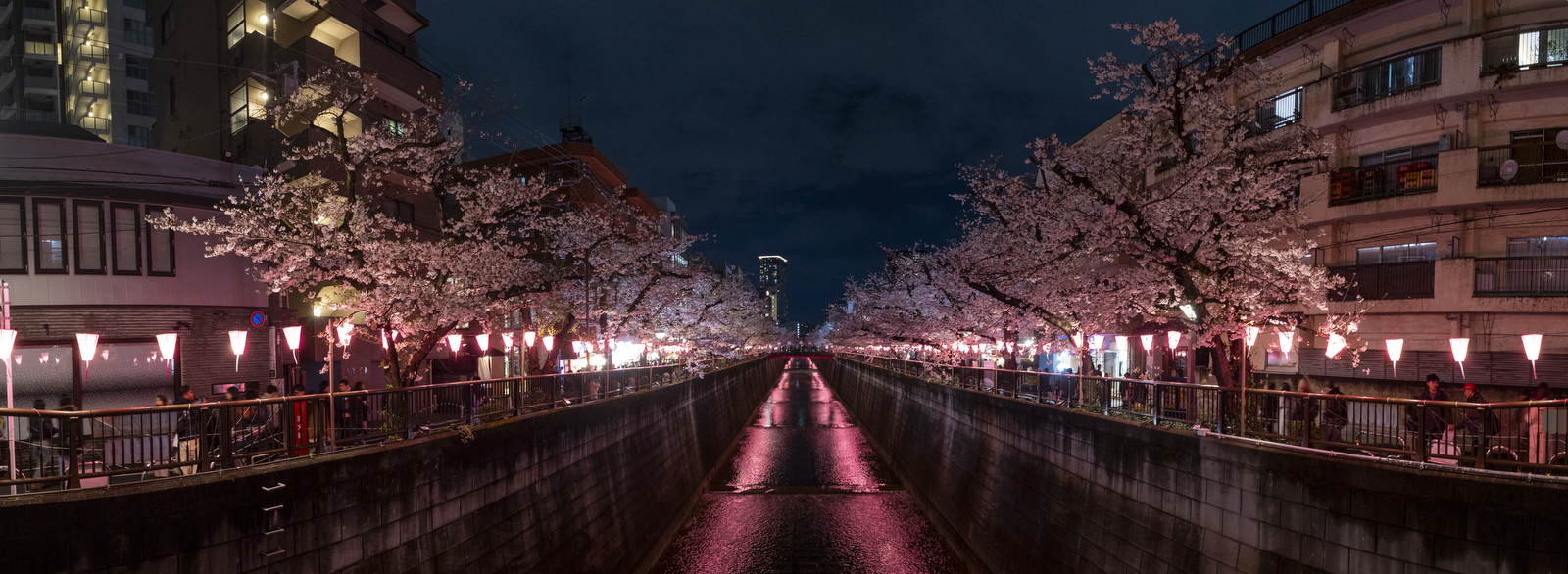 Chasing crowds and cherry blossoms during Tokyo's 'sakura hanami