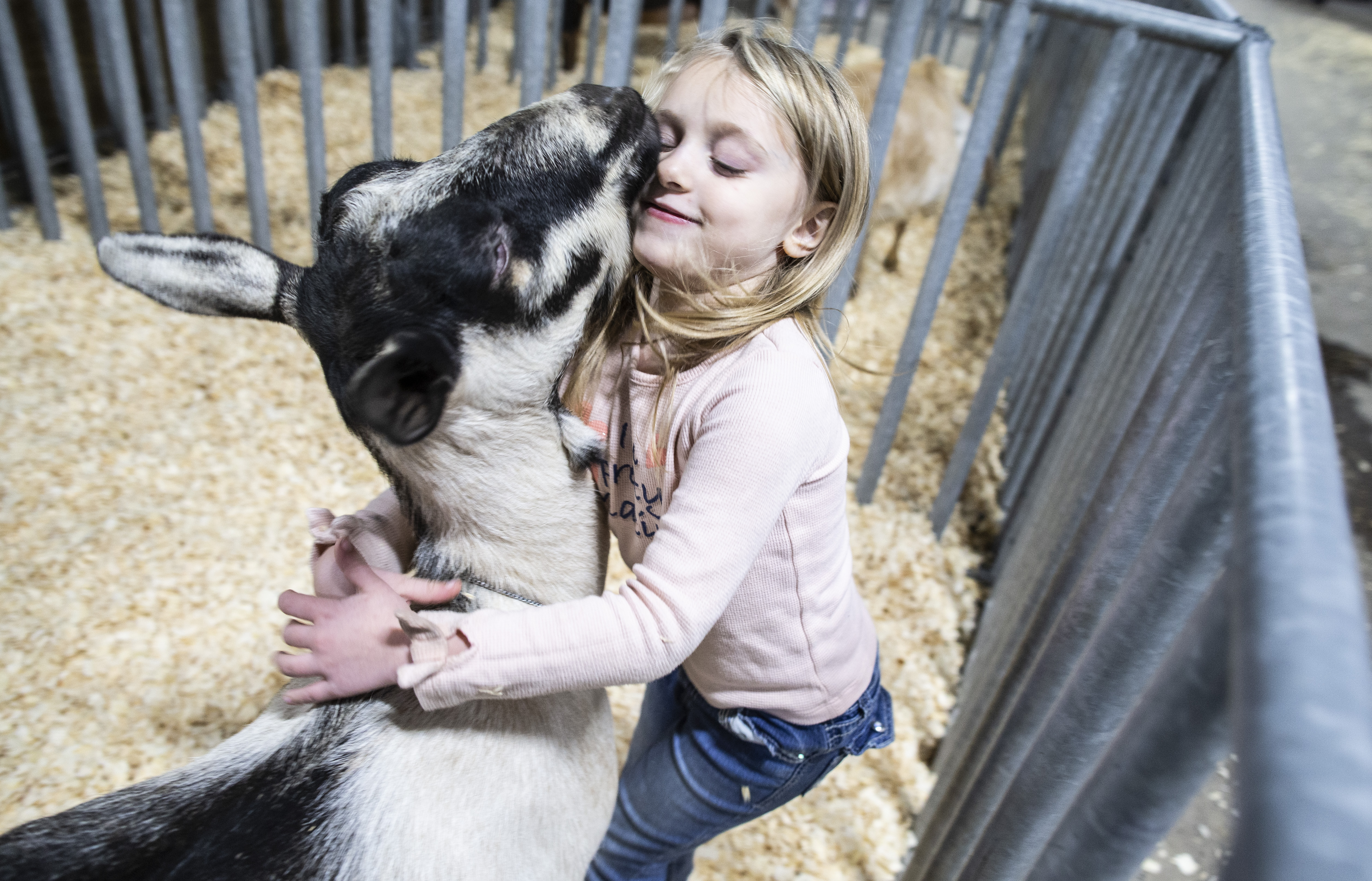 pa farm show animals clipart