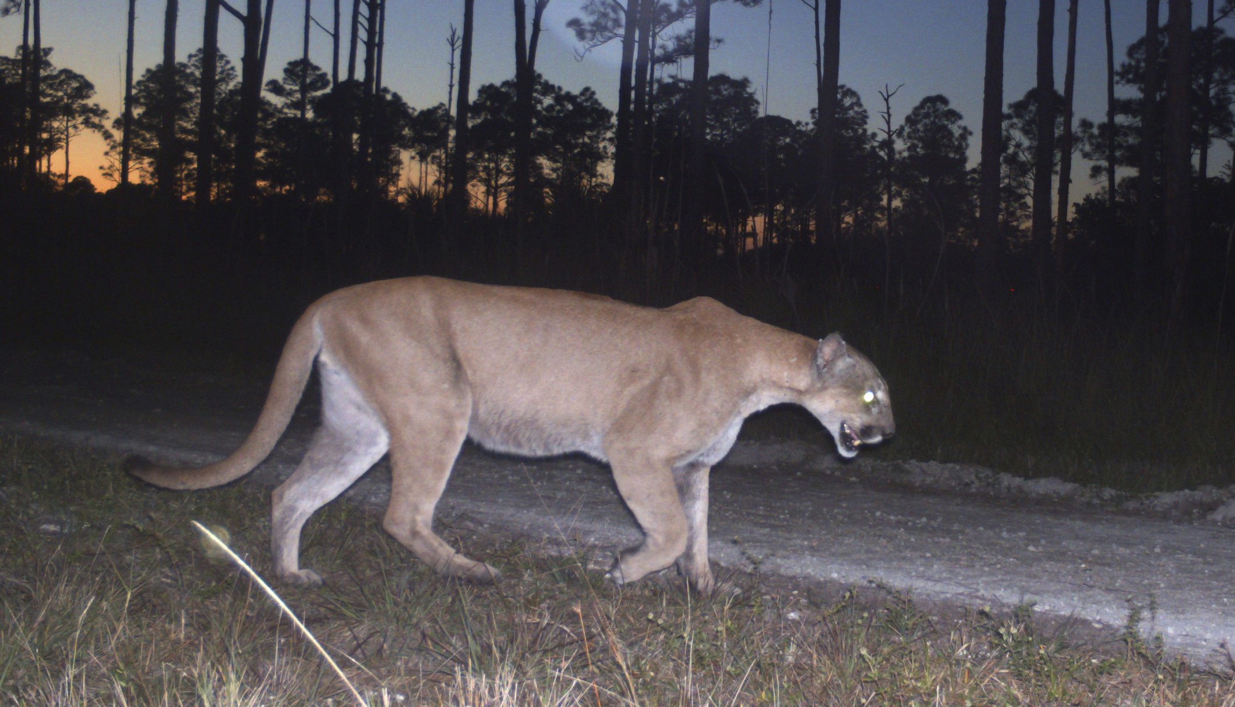 Park ranger captures video of rare Florida panther sighting