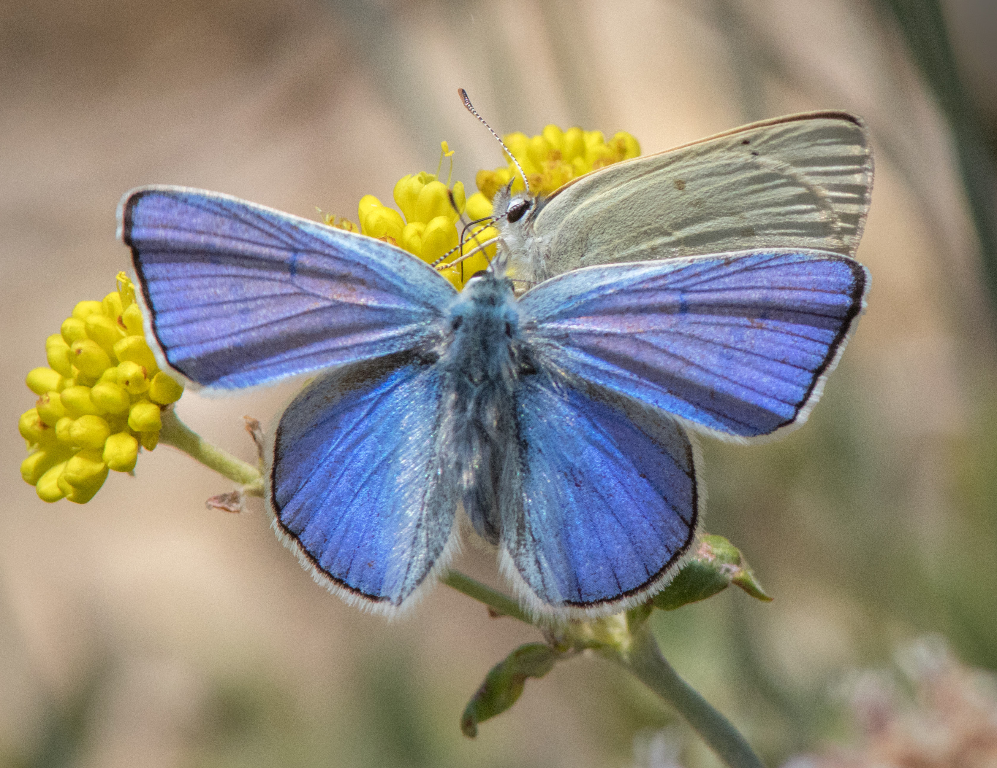 Butterfly photography - oregonlive.com
