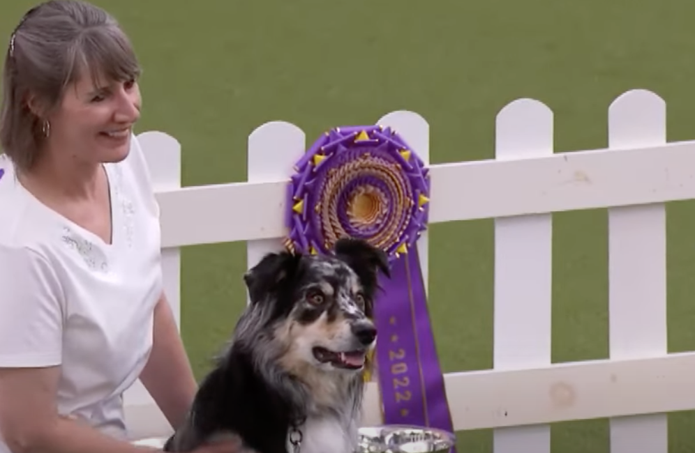 Local dog wins award at Westminster, Nvdaily