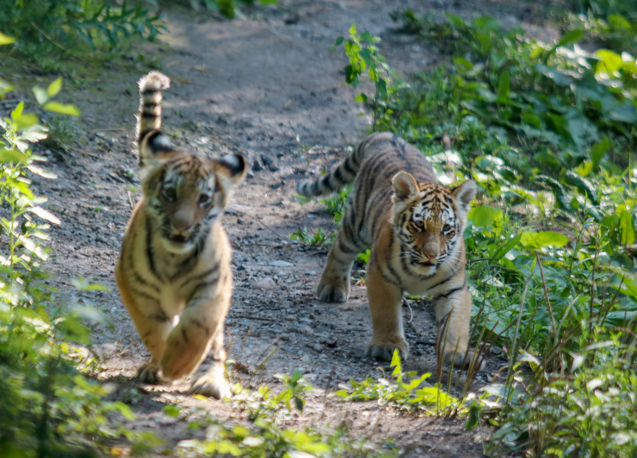 Syracuse zoo welcomes rare Amur tiger cubs (see new photos) 