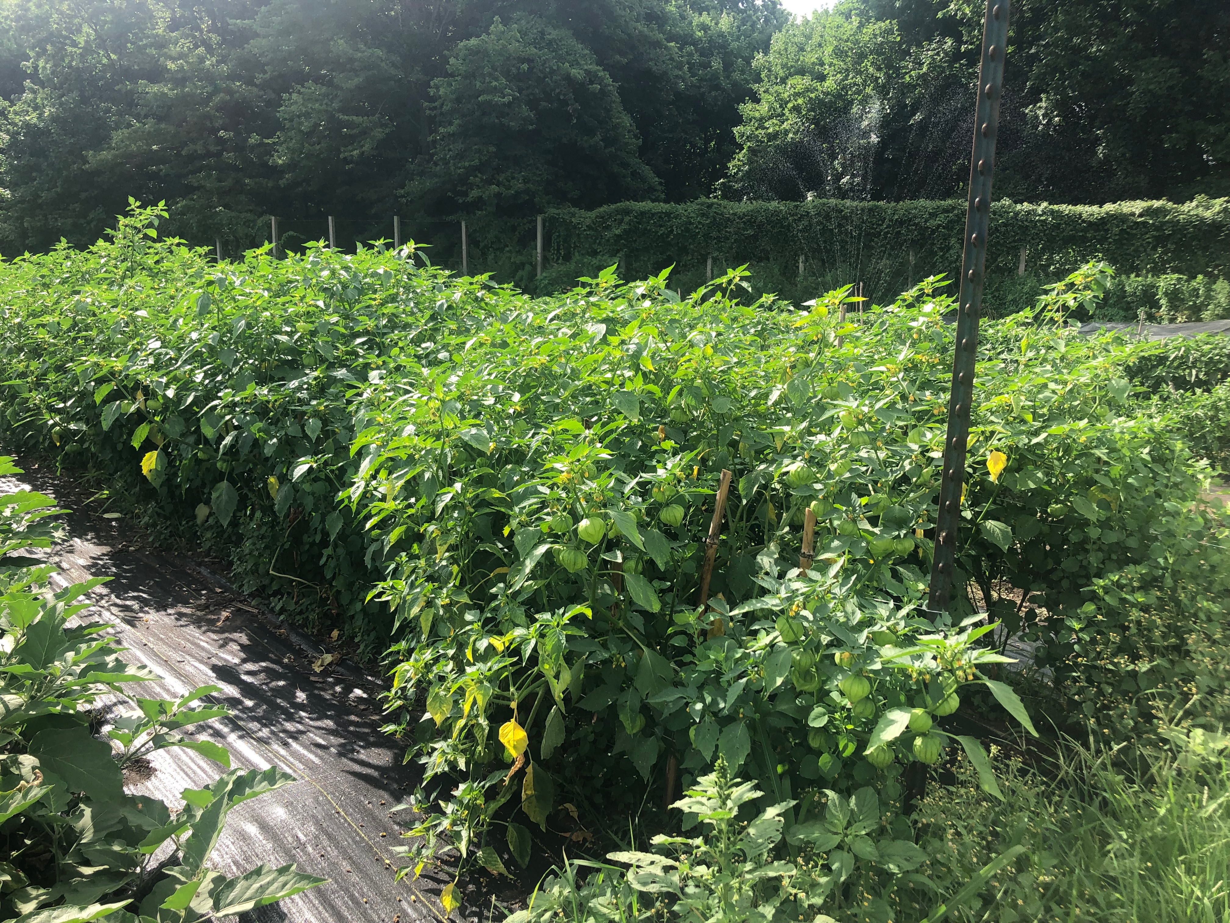 With a bumper crop of produce this summer, Snug Harbor's Heritage