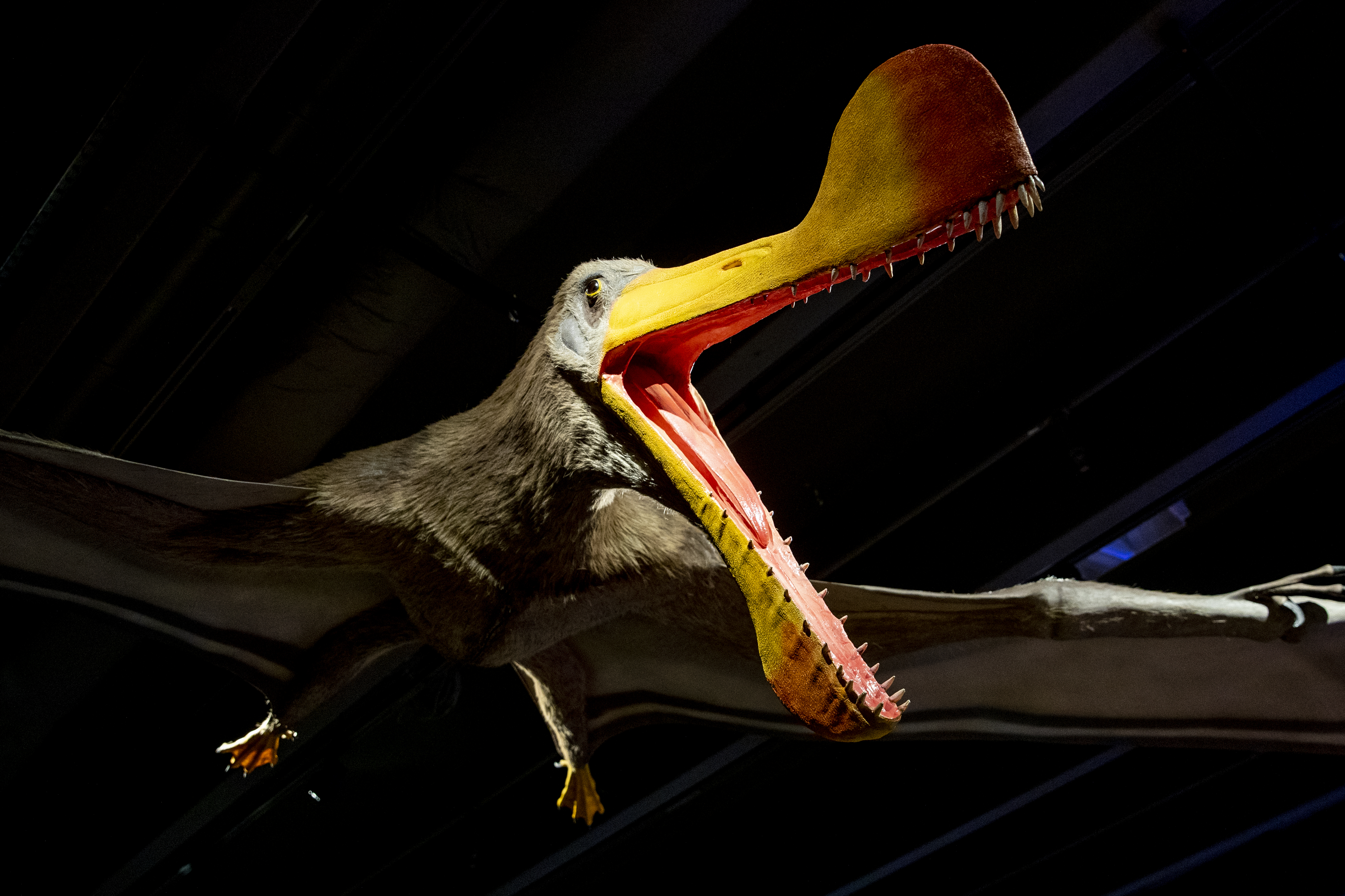 Peerless Pterosaur Could Fly Long-Distance For Days : NPR