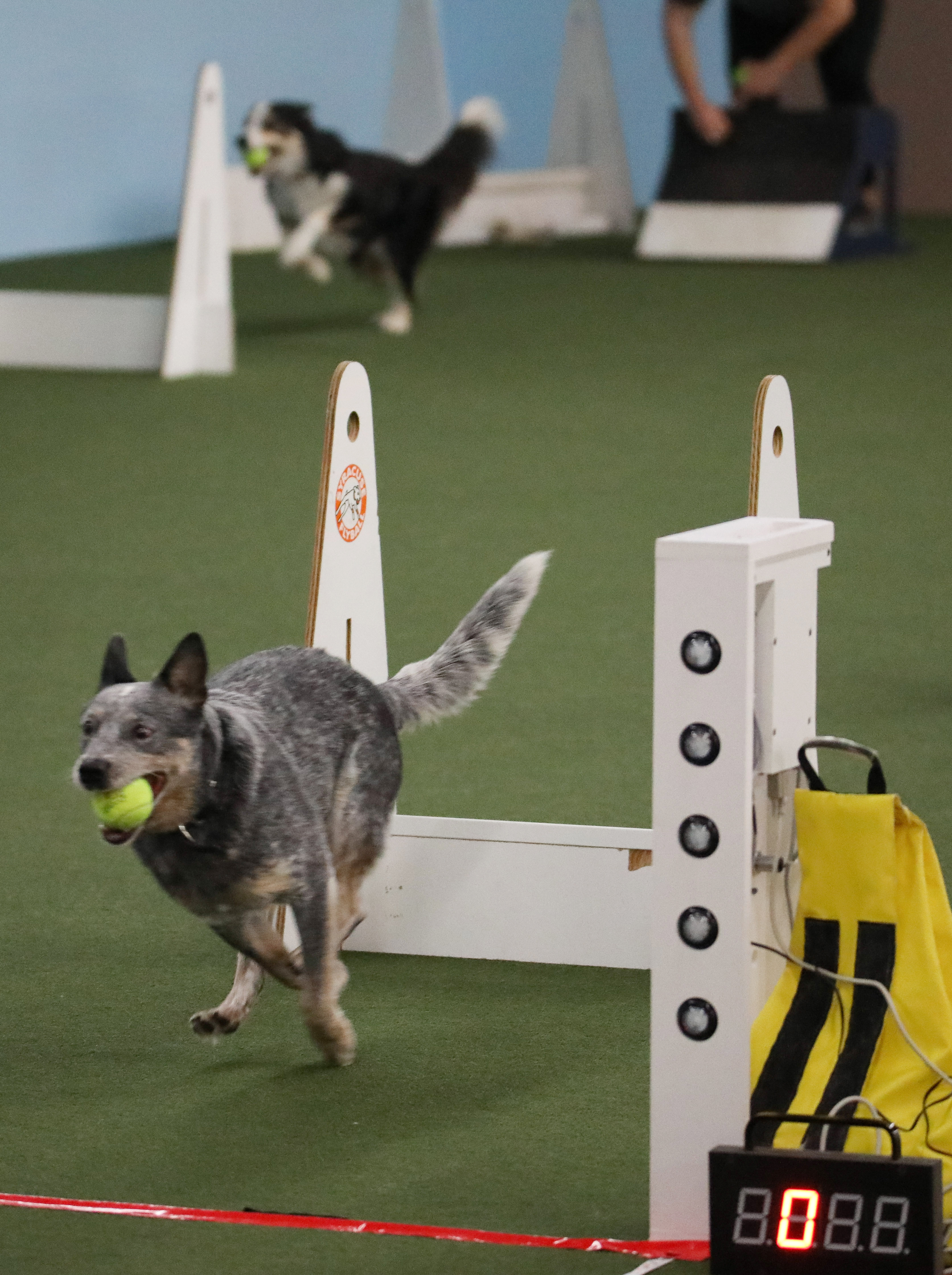 Flyball: Fast, fun, fur-flying action for owners and their dogs ...