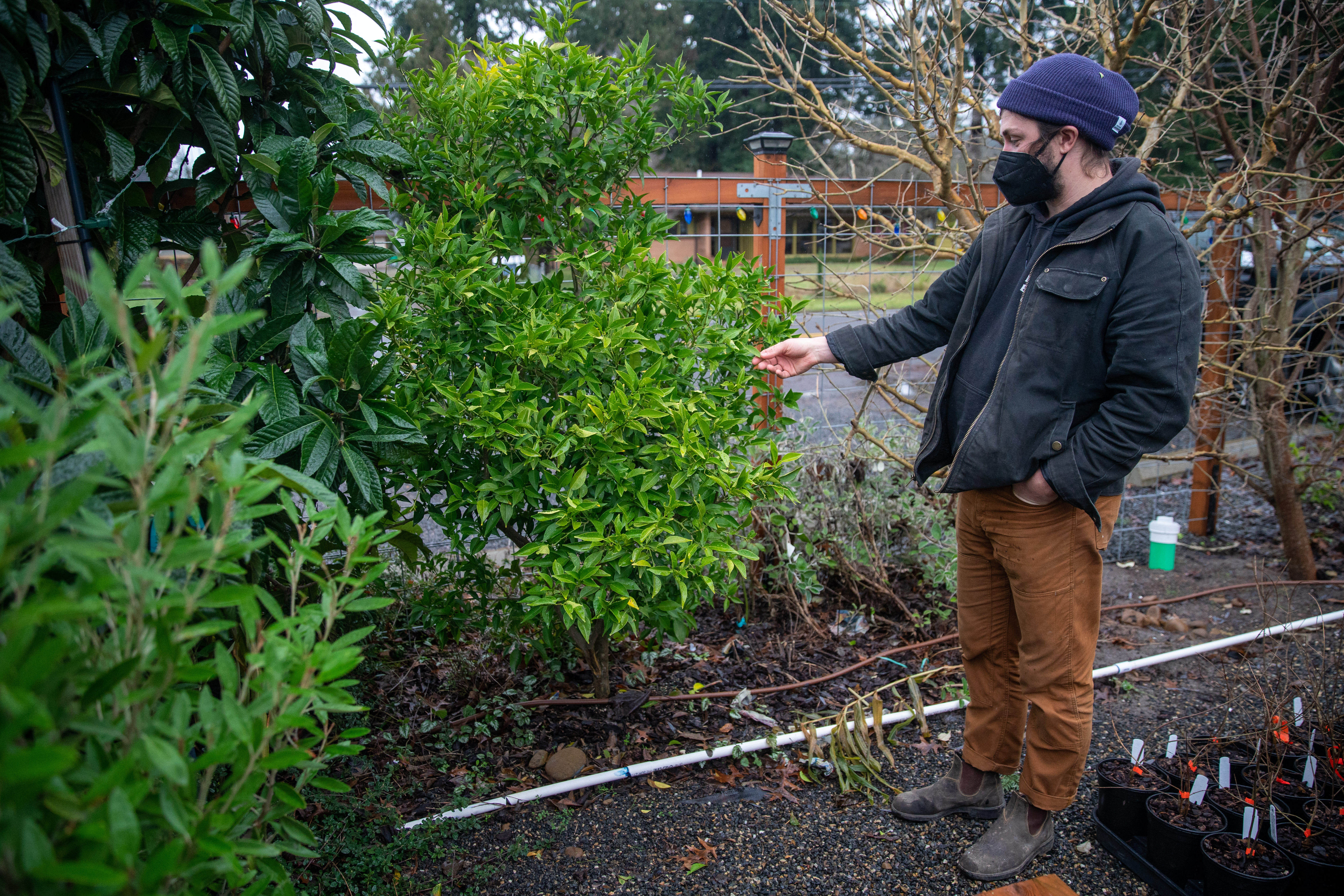 Hardy citrus in Oregon - oregonlive.com